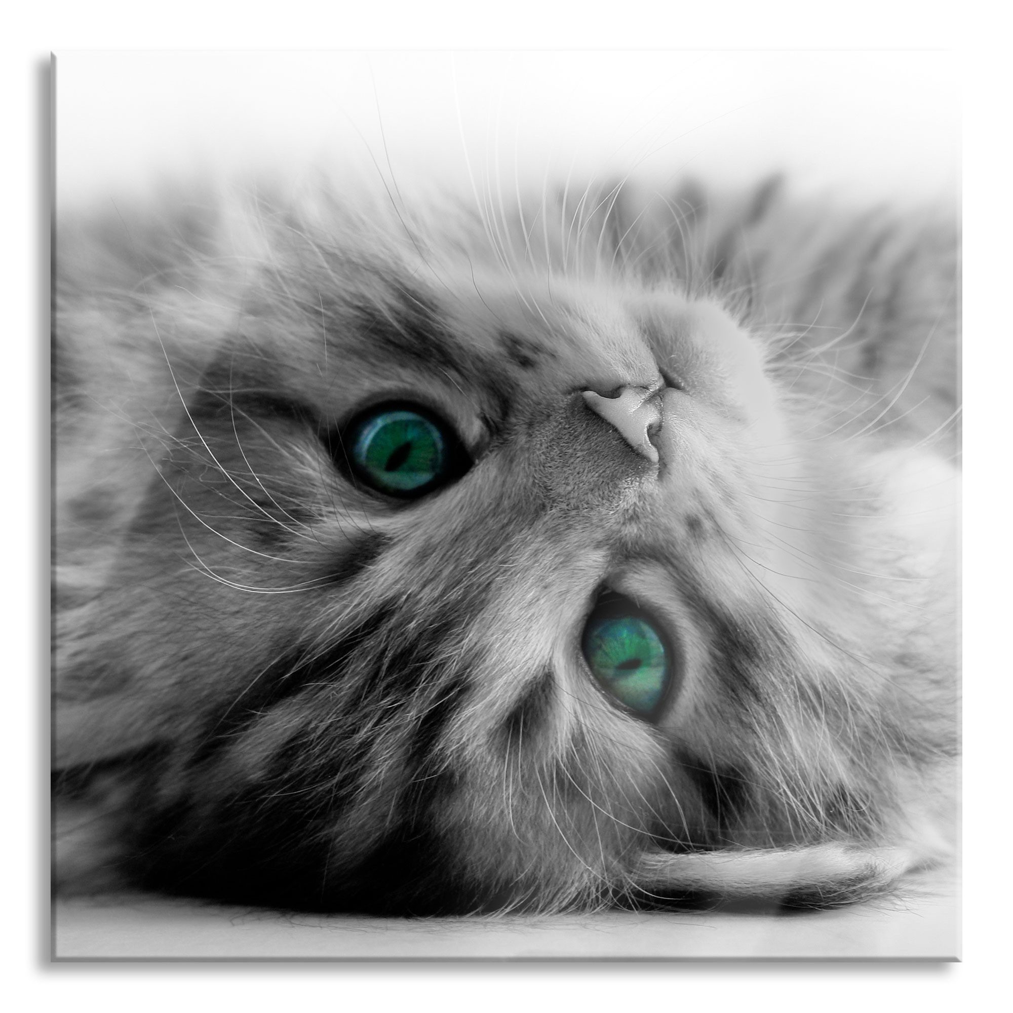 Pixxprint Glasbild niedliche Katze beim schlafen, niedliche Katze beim ...