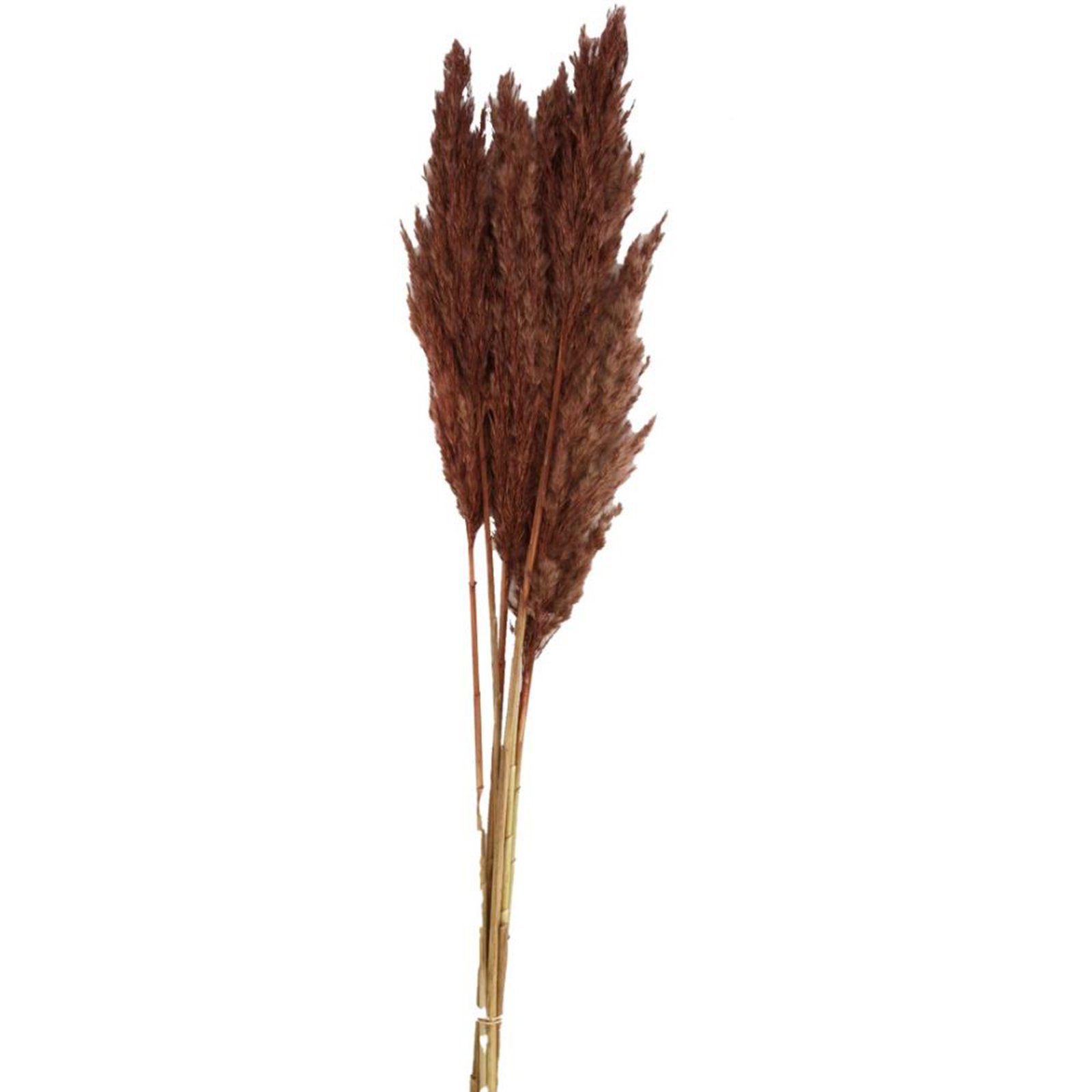 Trockenblume Pfahlrohr dunkelrot - Plume reed - Arundo donax - 78,6 cm - 70g, DIJK