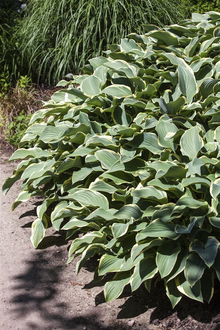 Pflanzen für Dich Staude Hosta Francee, 1 St., Funkie