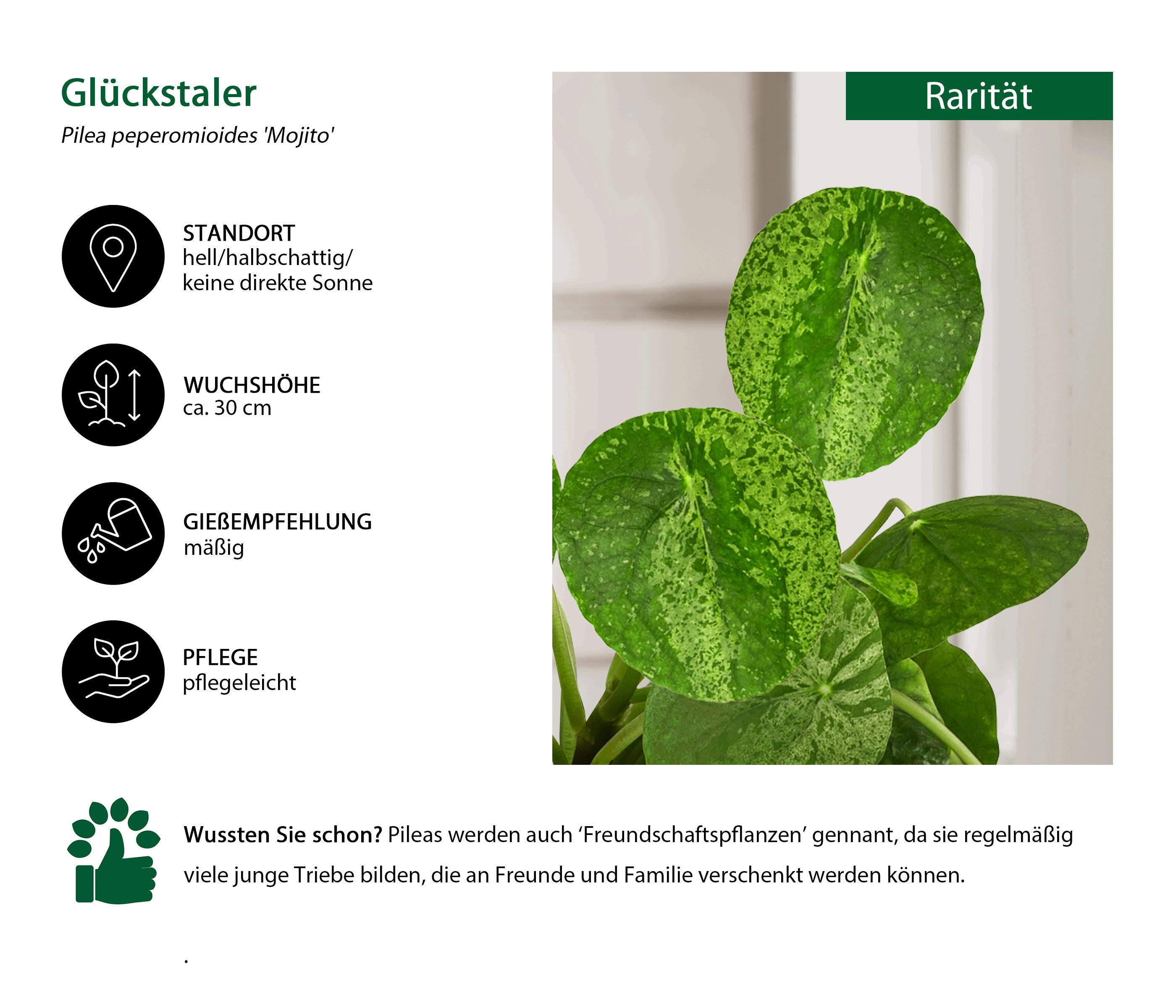 Dehner Zimmerpflanze Glückstaler, Pilea peperomioides Mojito, 15 cm, Ø Topf günstig online kaufen