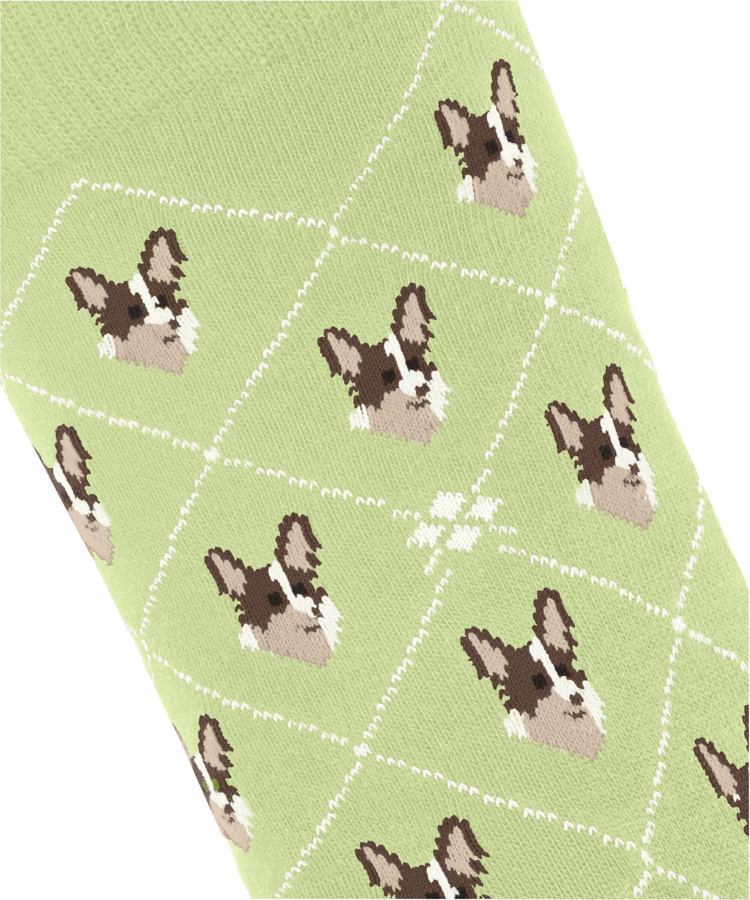 Burlington Socken