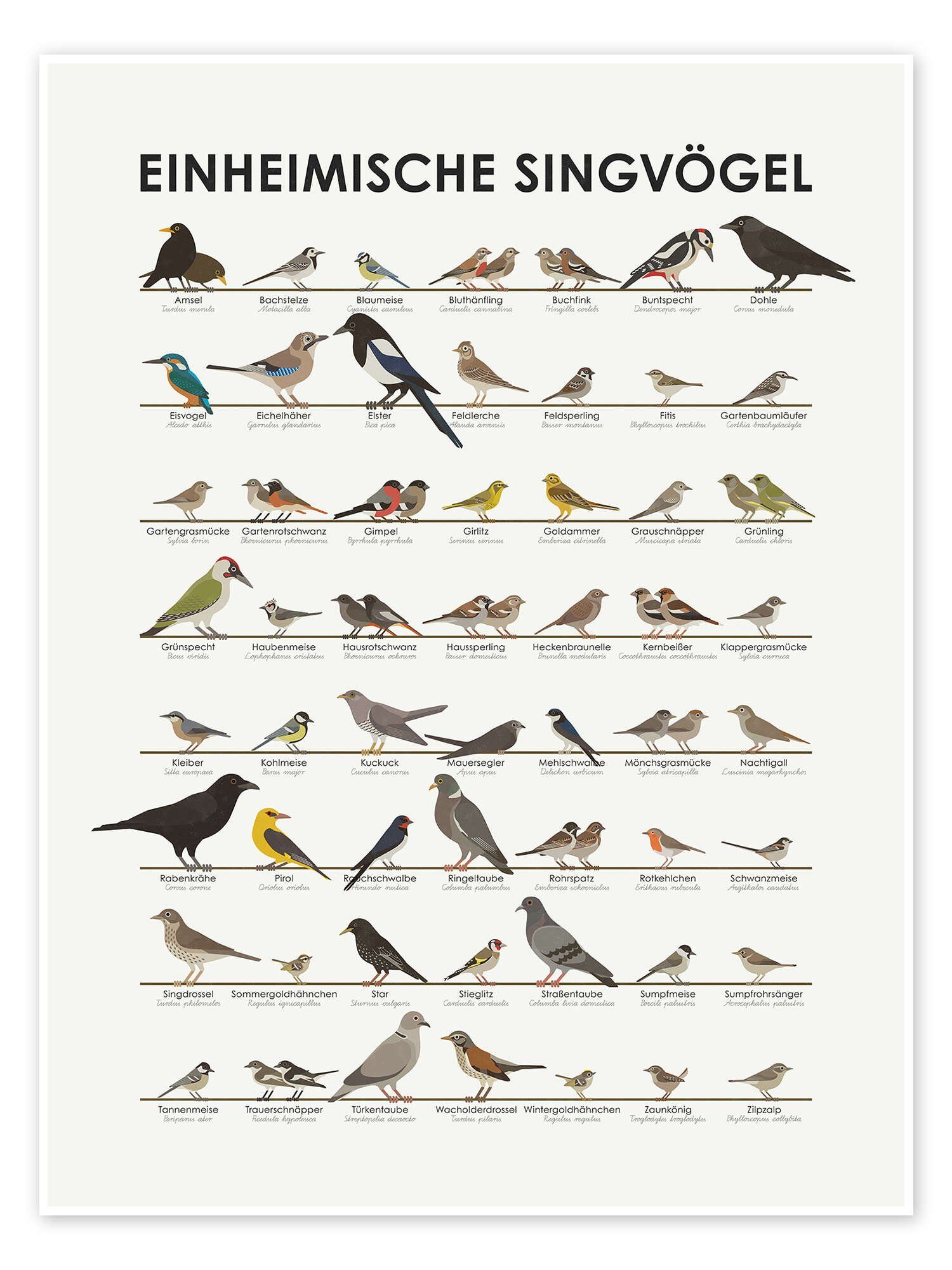 Posterlounge Poster Iris Luckhaus, Einheimische Singvögel, Jungenzimmer Illustration