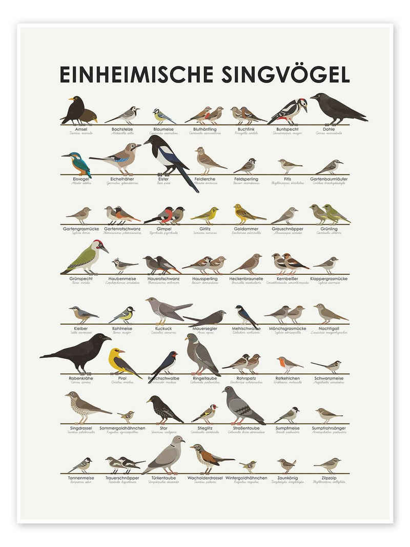 Posterlounge Poster Iris Luckhaus, Einheimische Singvögel, Kinderzimmer Illustration