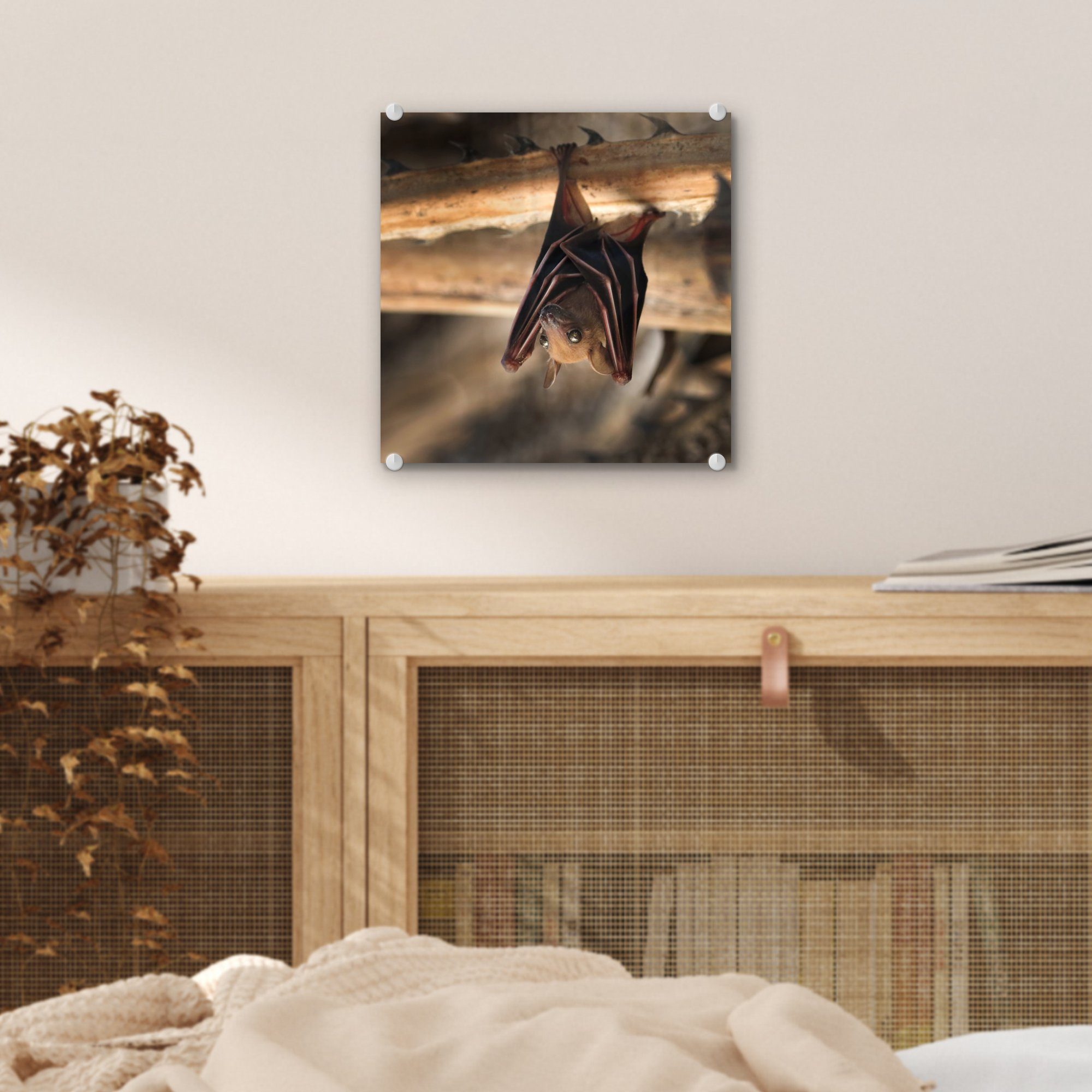 (1 auf - Bilder St), auf - Wanddekoration Fledermaus Baby Acrylglasbild Holz, Foto - Wandbild Glas - - Glasbilder Glas MuchoWow