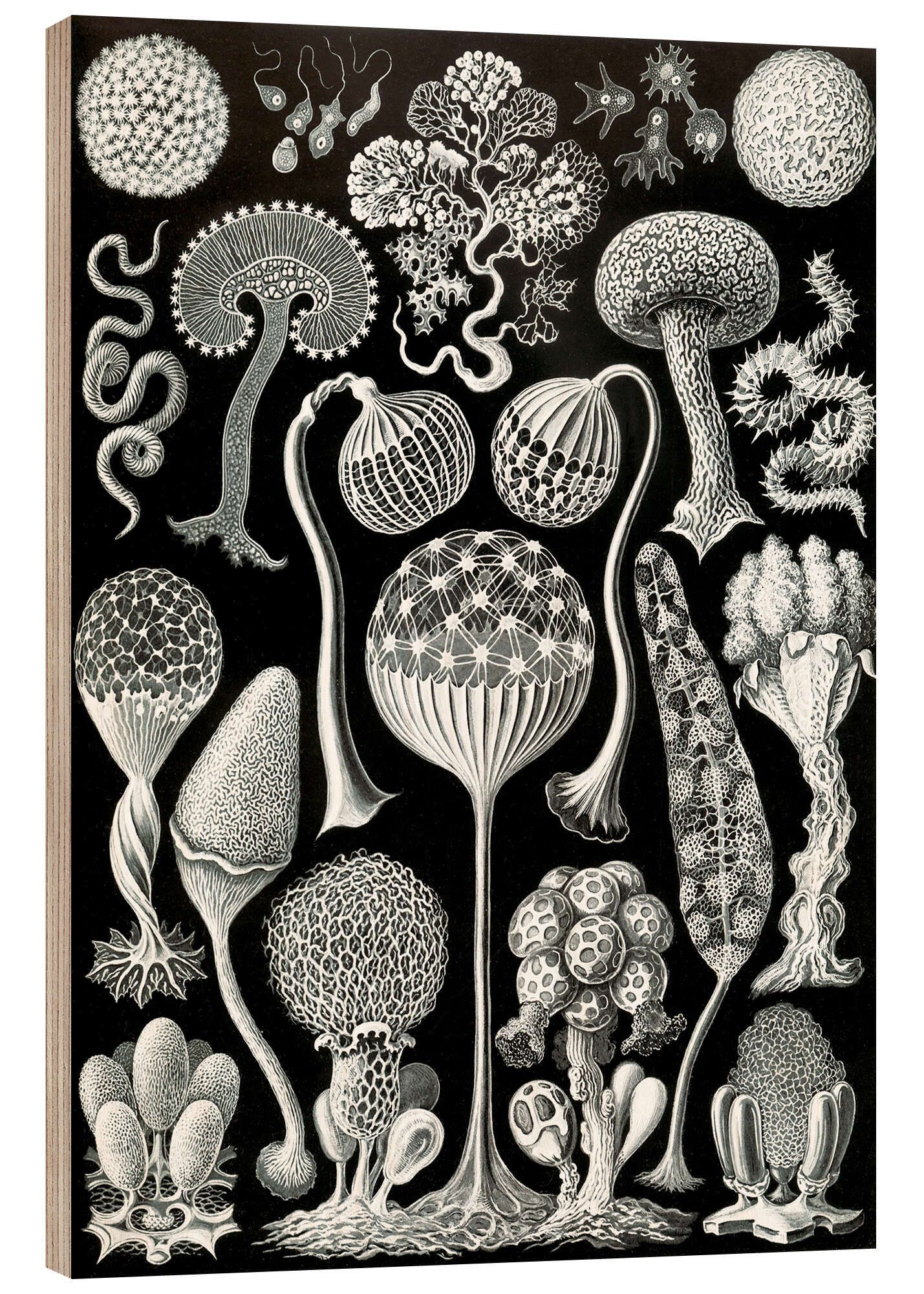 Posterlounge Holzbild Ernst Haeckel, Schleimpilze, Mycetozoa (Kunstformen der Natur, 1899), Malerei