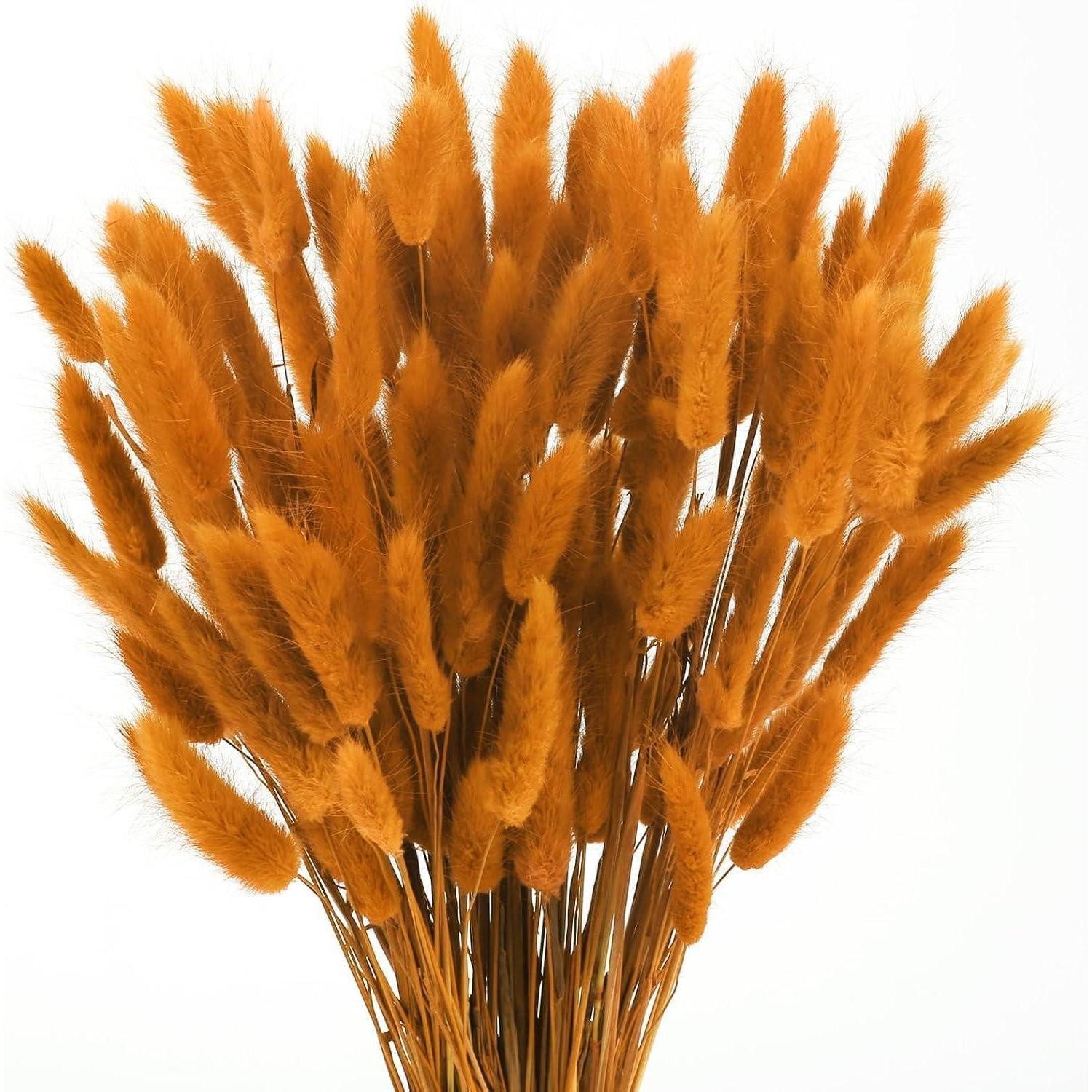 Trockenblume Pampasgras Deko 120 Stk Orange, LuxusKollektion, Höhe 15 cm