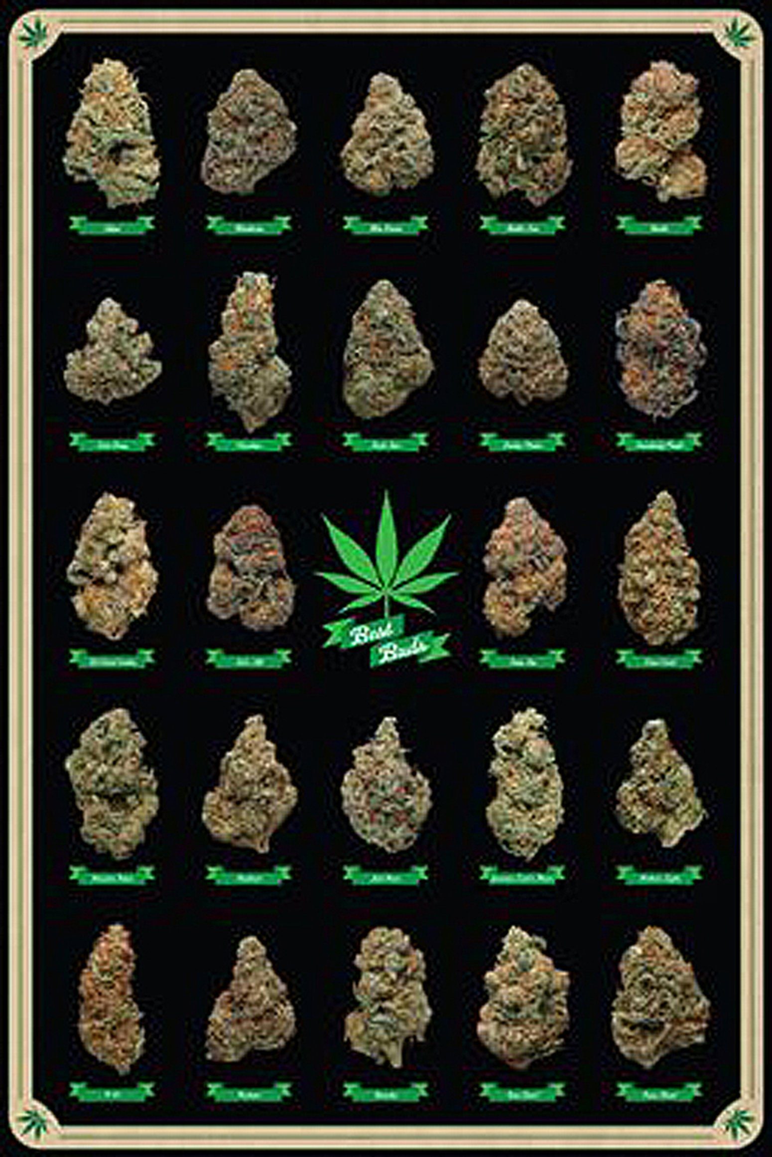 Close Up Poster Cannabis Poster Best Buds Marihuana-Sorten 61 x 91,5 cm günstig online kaufen