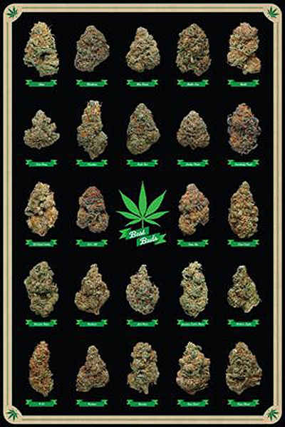 Close Up Poster Cannabis Poster Best Buds Marihuana-Sorten 61 x 91,5 cm