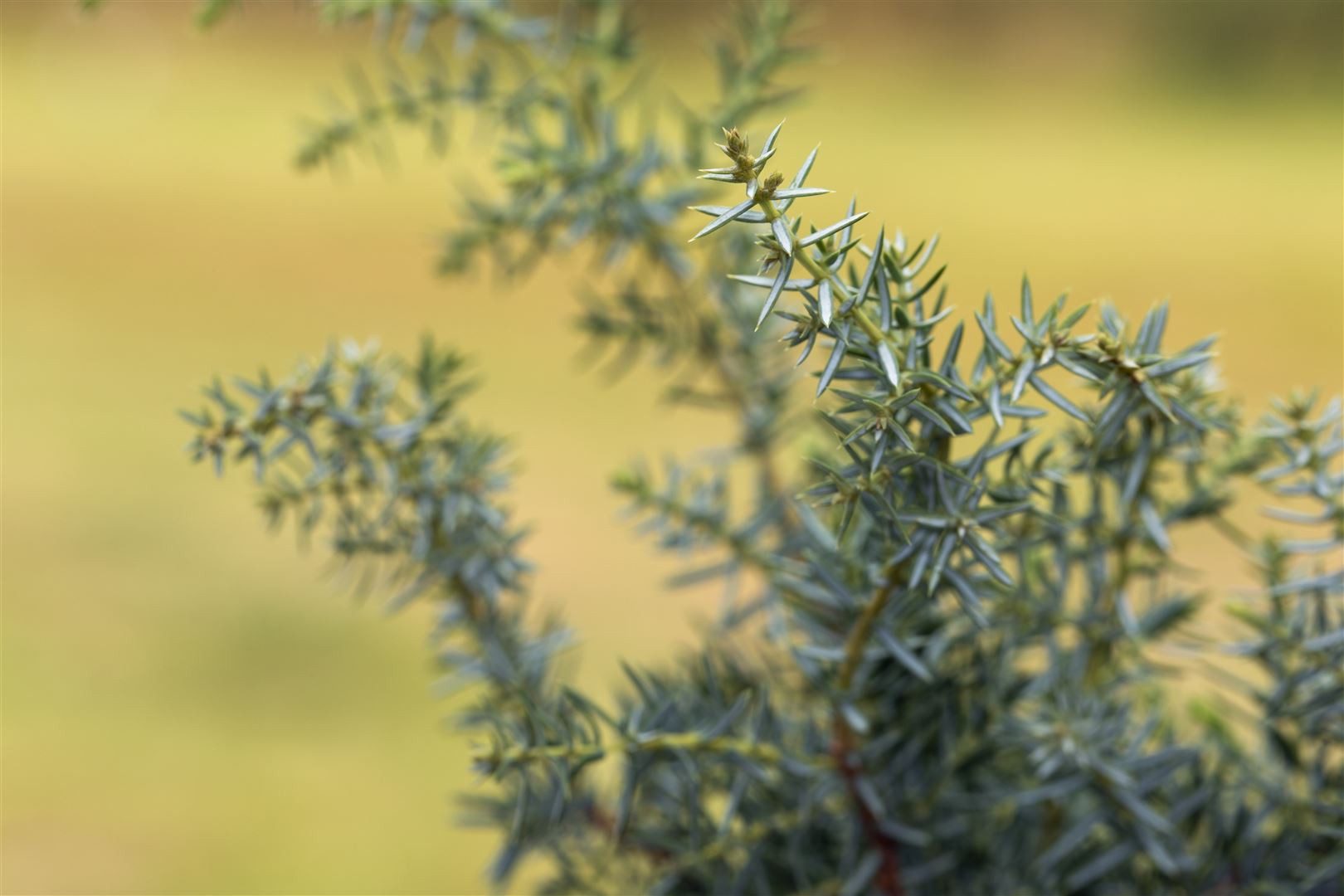 Pflanzen für Dich Konifere Juniperus communis Meyer, 1 St., Gemeiner Wacholder, Wacholder, blaugrün, säulenförmig