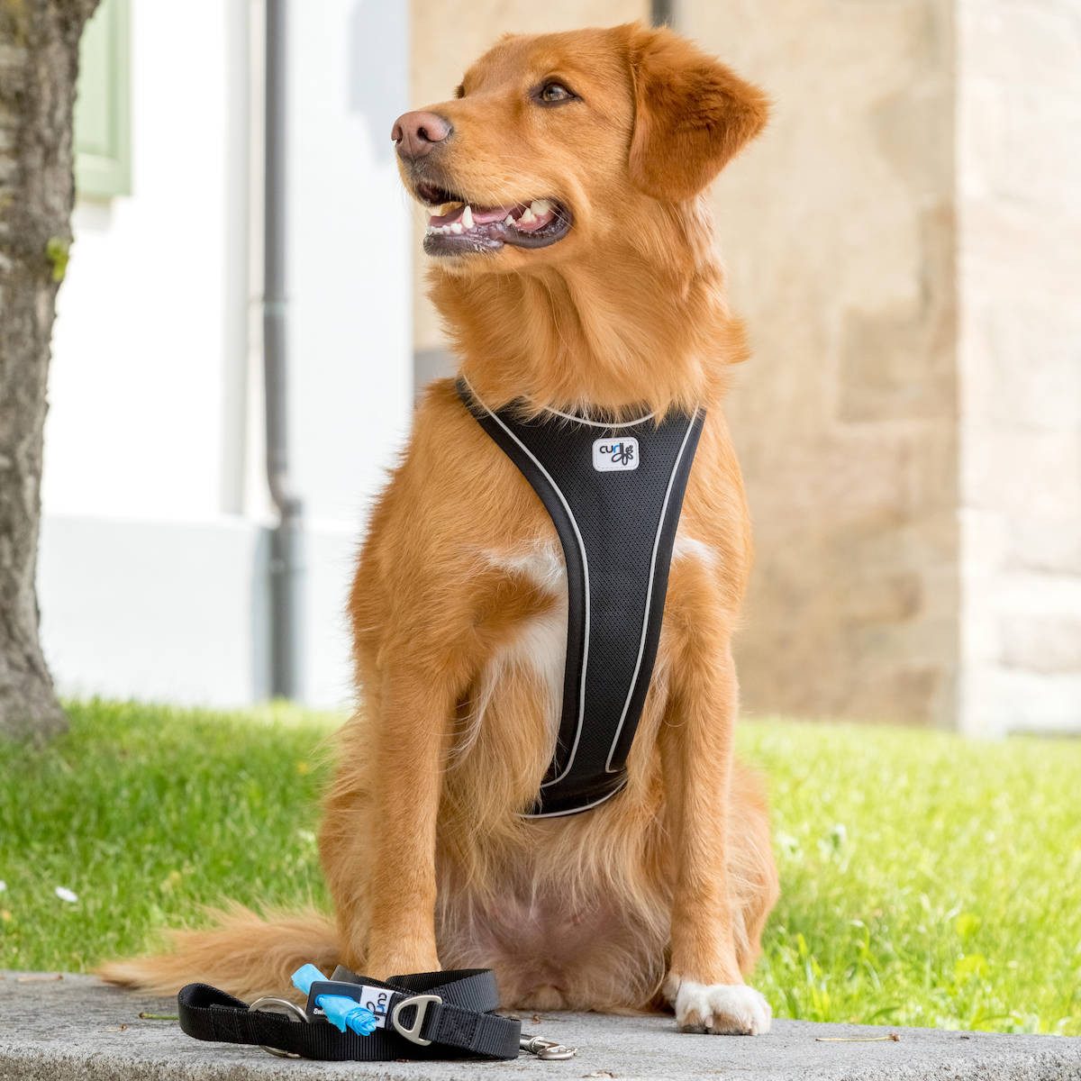 Curli Hunde-Geschirr Magnetic Belka Comfort Geschirr schwarz