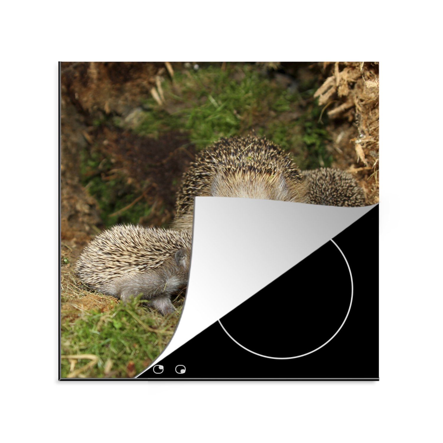 MuchoWow Herdblende-/Abdeckplatte Igel - Baby - Wurf, Vinyl, (1 tlg), 78x78 cm, Ceranfeldabdeckung, Arbeitsplatte für küche | Herdabdeckplatten