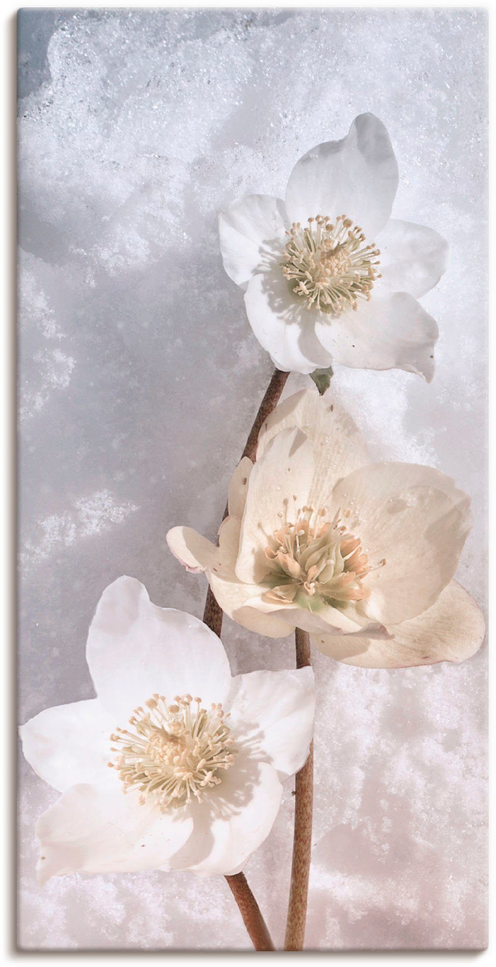Artland Leinwandbild Christrose im Schnee, Blumen (1 St), auf Holzrahmen gespannt