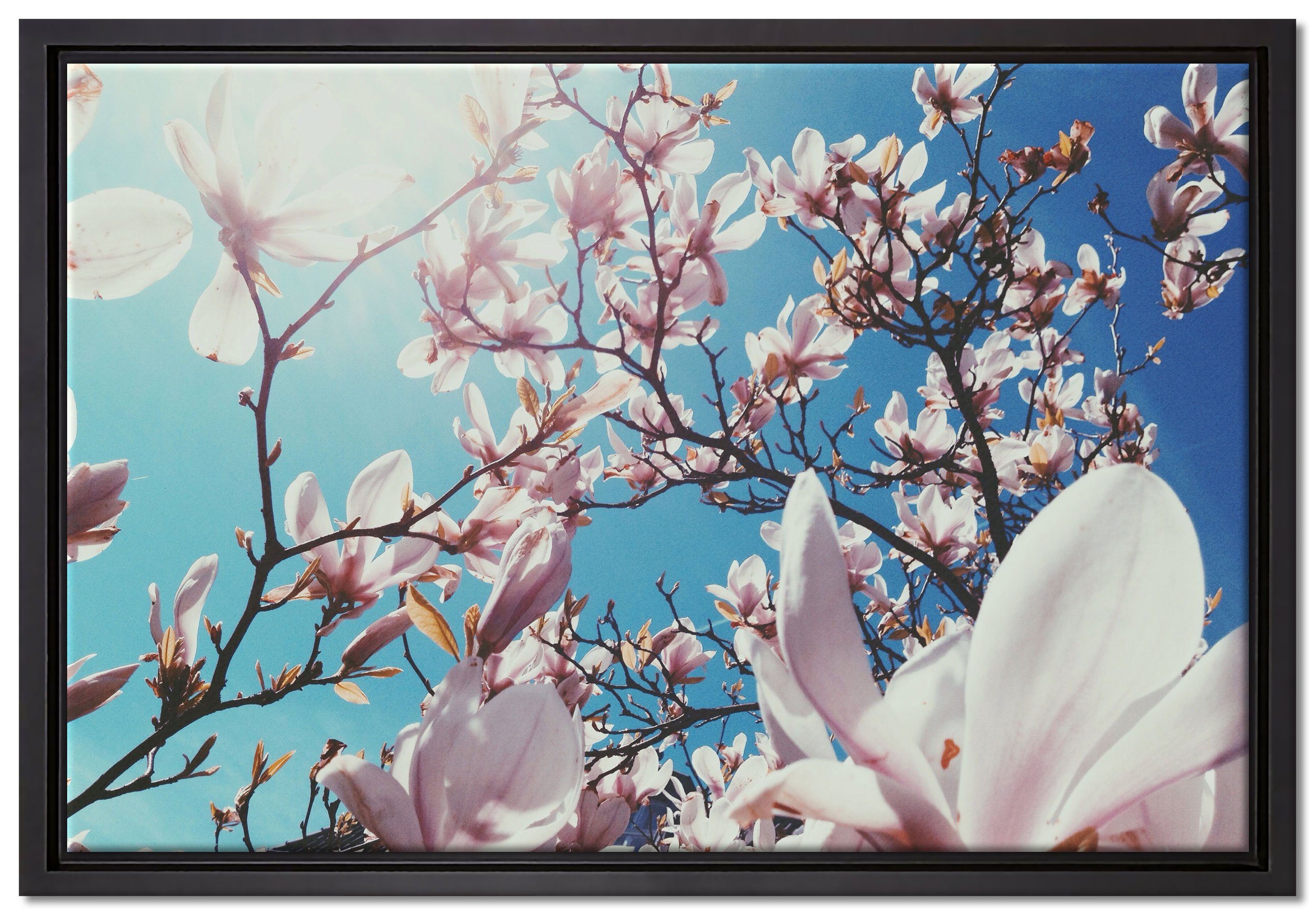 Pixxprint Leinwandbild Zarte Rosa Magnolie Blüten, Wanddekoration (1 St), Leinwandbild fertig bespannt, in einem Schattenfugen-Bilderrahmen gefasst, inkl. Zackenaufhänger