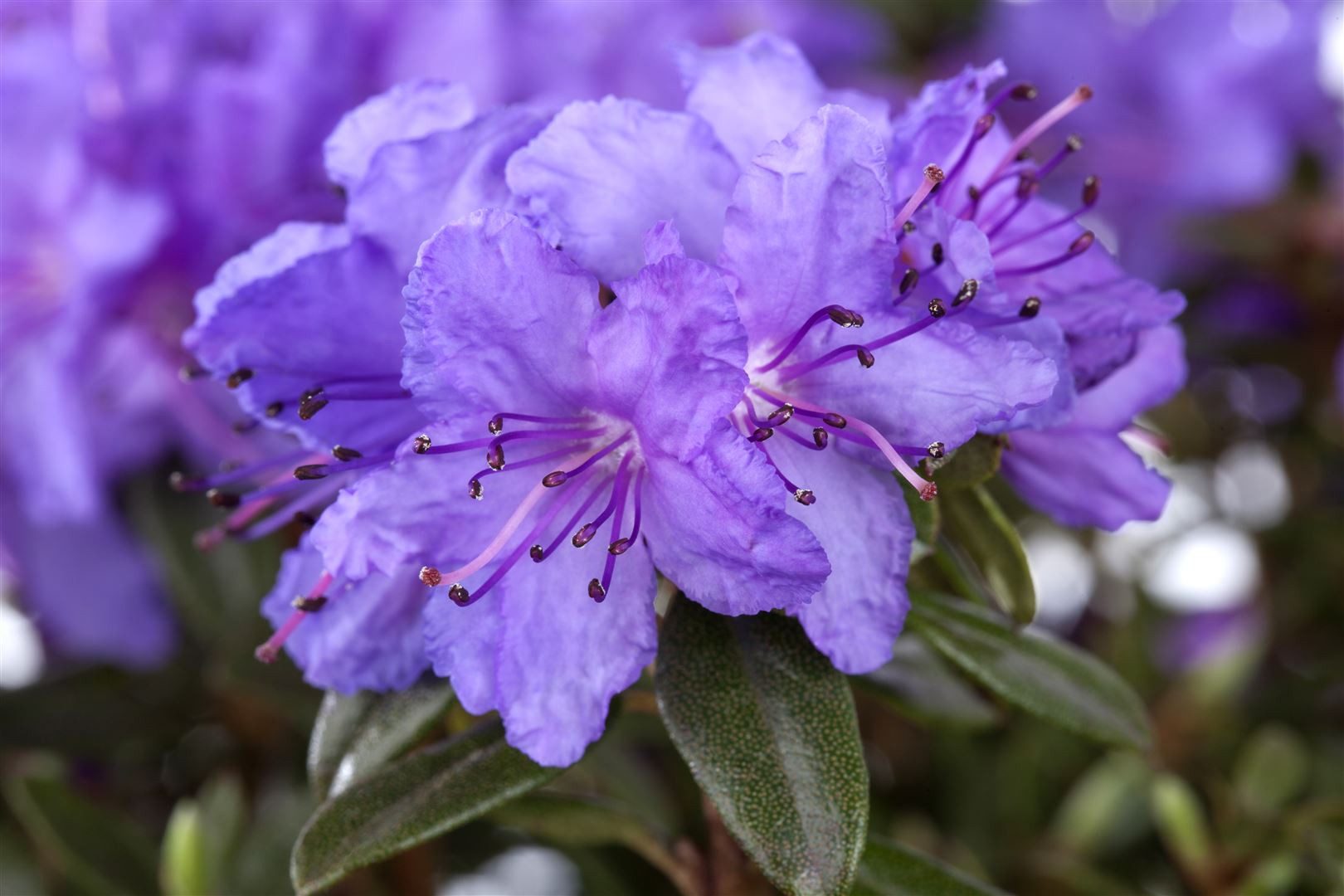 Pflanzen für Dich Gehölze Rhododendron hipp. Blue Silver, 1 St., Rhododendron