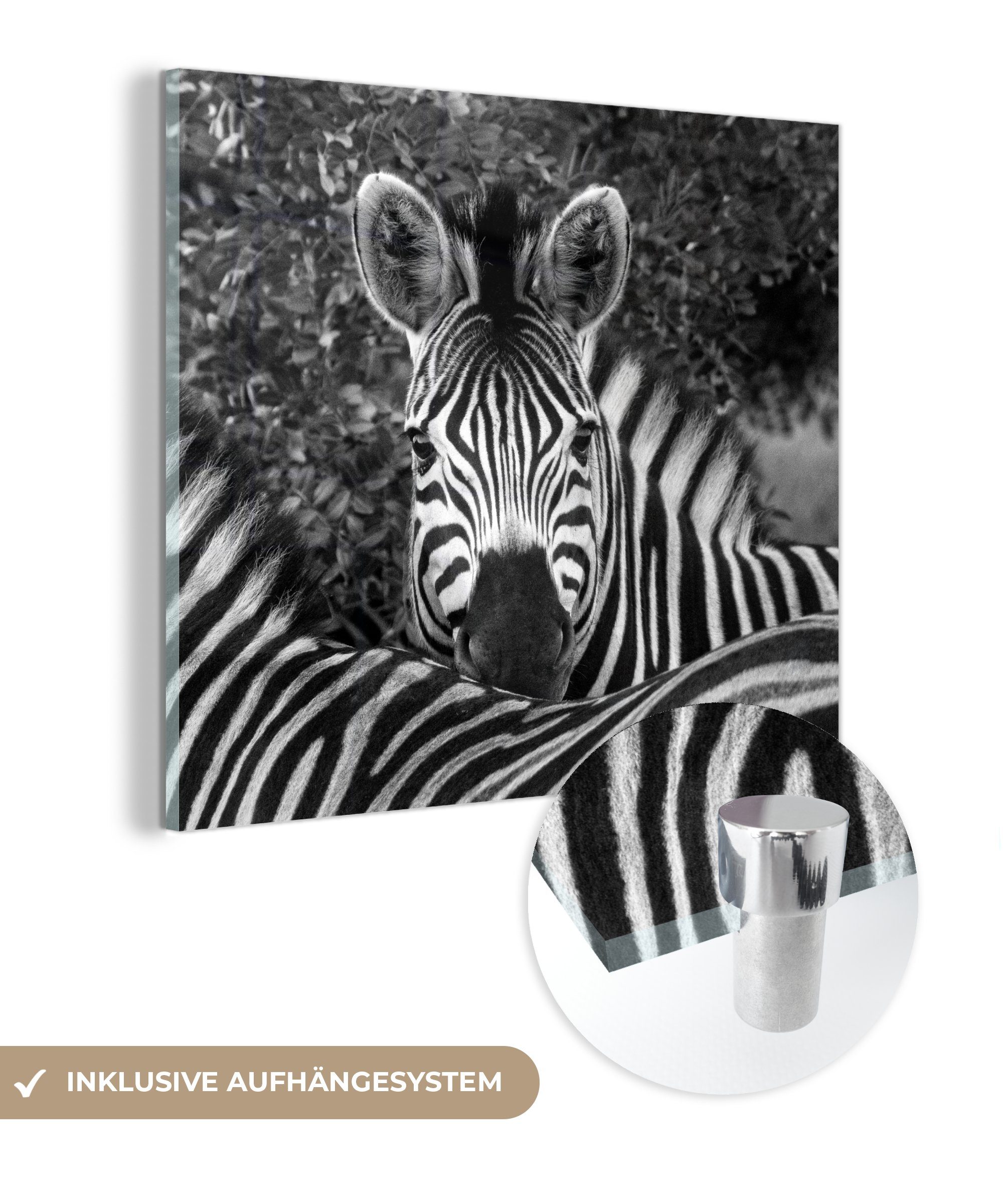 MuchoWow Acrylglasbild Ein Burchell-Zebra blickt über den Widerrist eines anderen Zebras, (1 St), Glasbilder - Bilder auf Glas Wandbild - Foto auf Glas - Wanddekoration