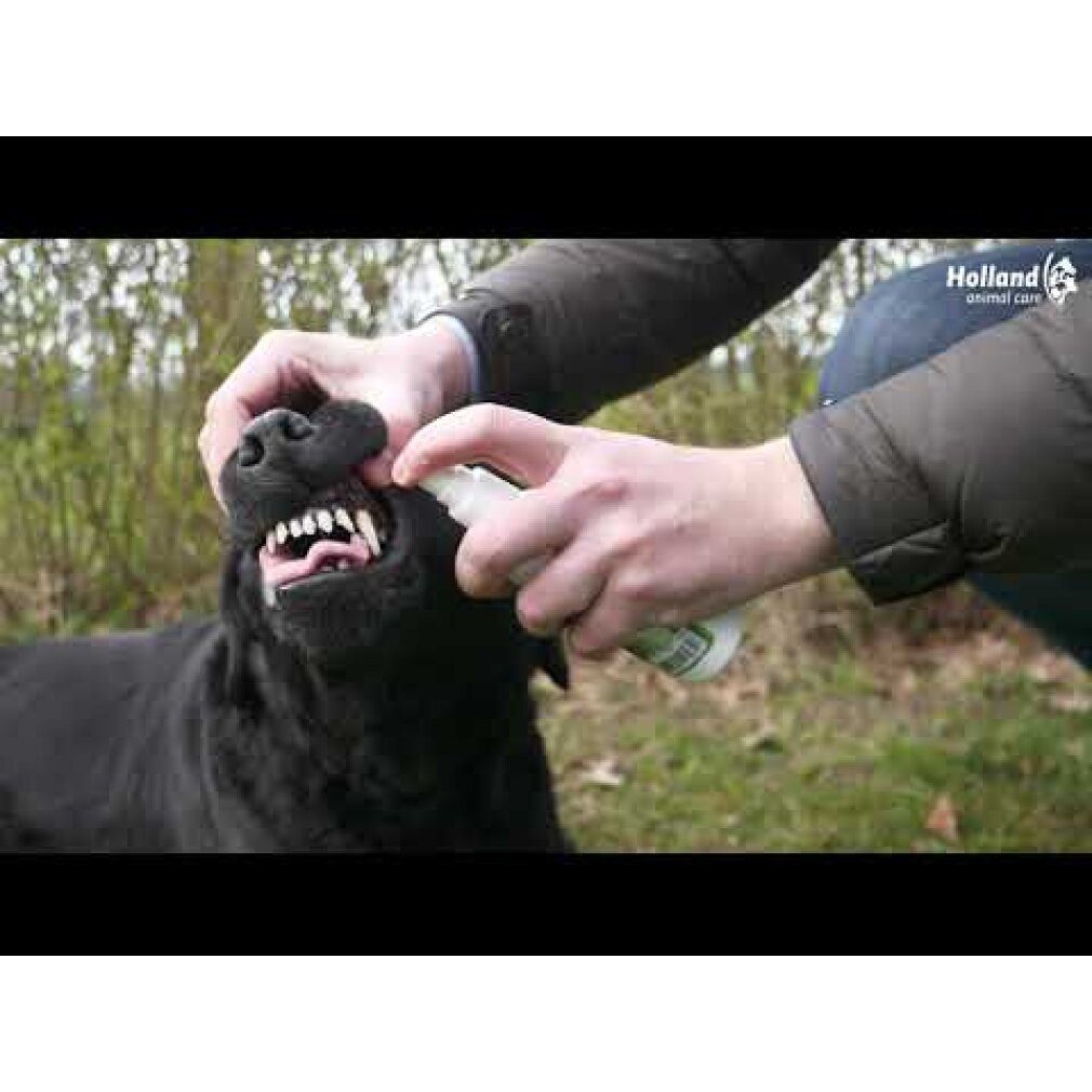 Excellent Tierzahnbürste Dental Oral Spray