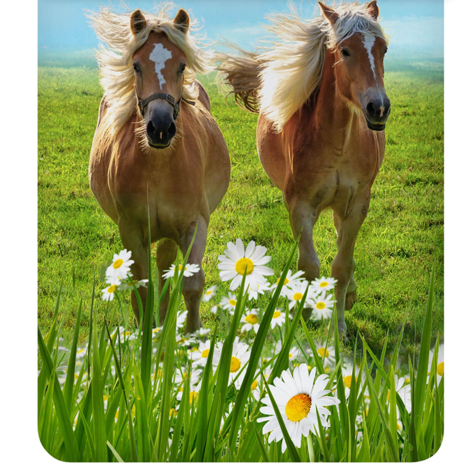 ESPiCO Kinderbettwäsche Pferde Trendy Bedding, Renforcé, 2 teilig, Tiermotiv, Haflinger, Koppel