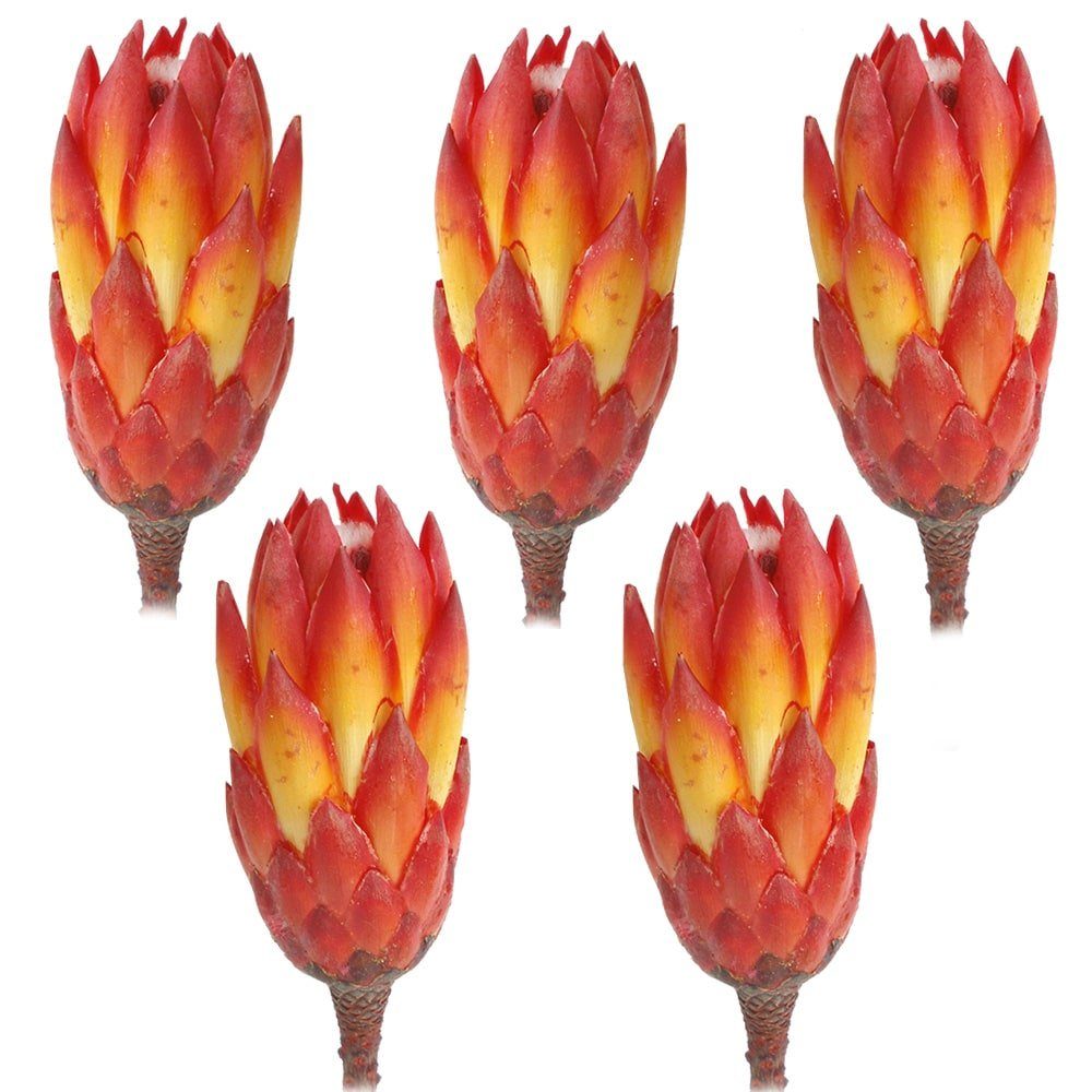 Kunstblume Protea Repens extra Trockenblumen rot HOBBY, Höhe 5er HOME matches21 cm gebleicht Set Protea 0 Repens, &