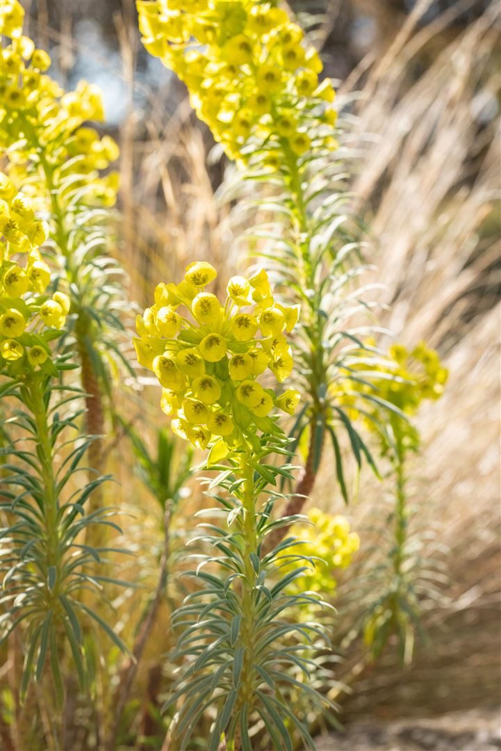 Pflanzen für Dich Staude Euphorbia char. Humpty Dumpty, 1 St., Walzen-Wolfsmilch, Mittelmeer-Wolfsmilch