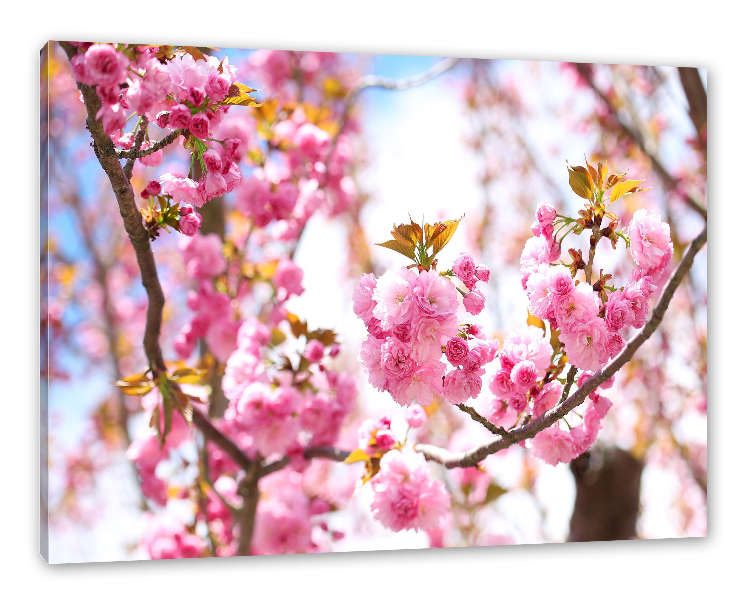 Schöne Kirschblüten, bespannt, (1 Leinwandbild St), Kirschblüten Leinwandbild Pixxprint Schöne inkl. Zackenaufhänger fertig