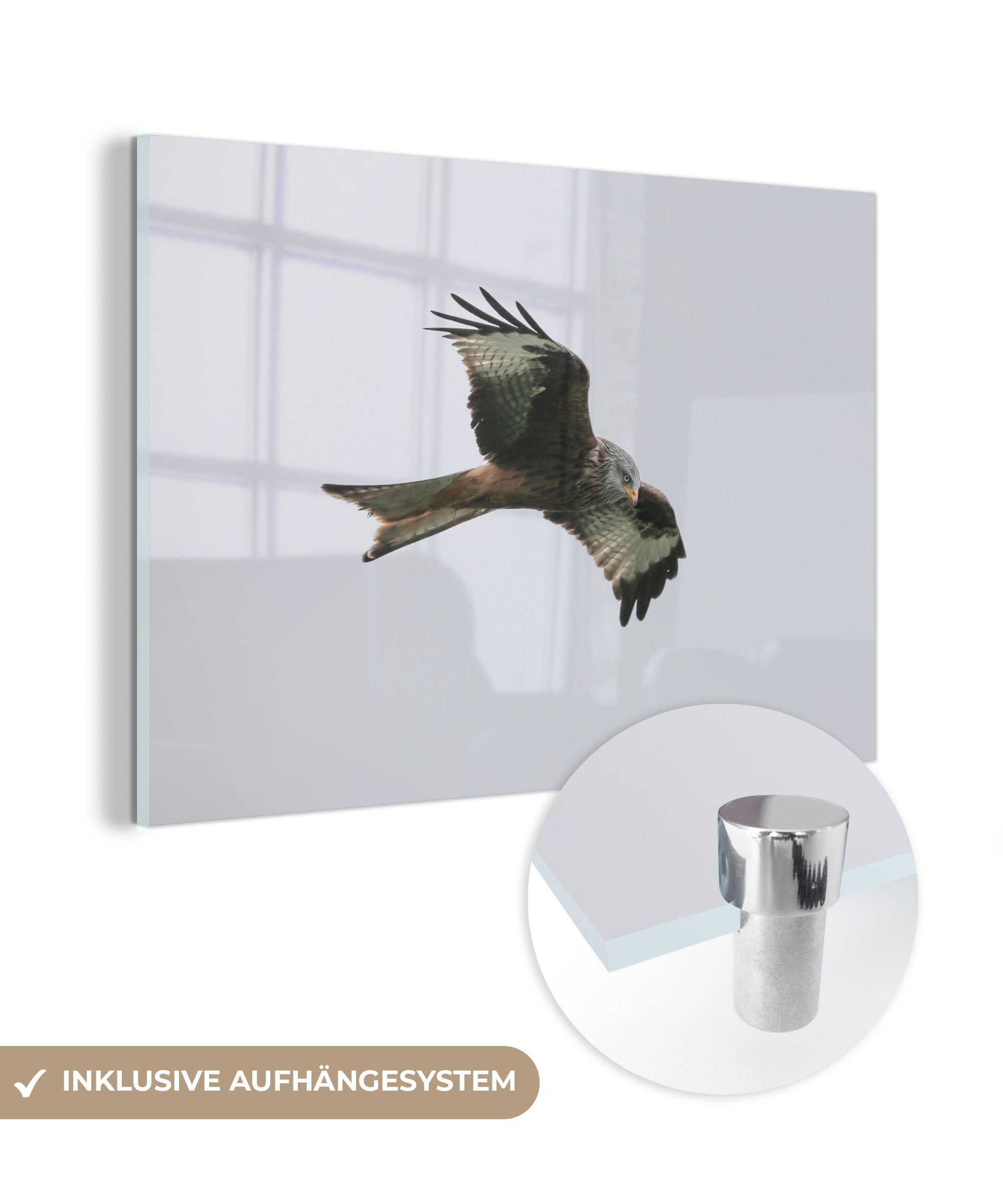 MuchoWow Acrylglasbild Vogel - Raubvogel - Fliegen, (1 St), Acrylglasbilder Wohnzimmer & Schlafzimmer