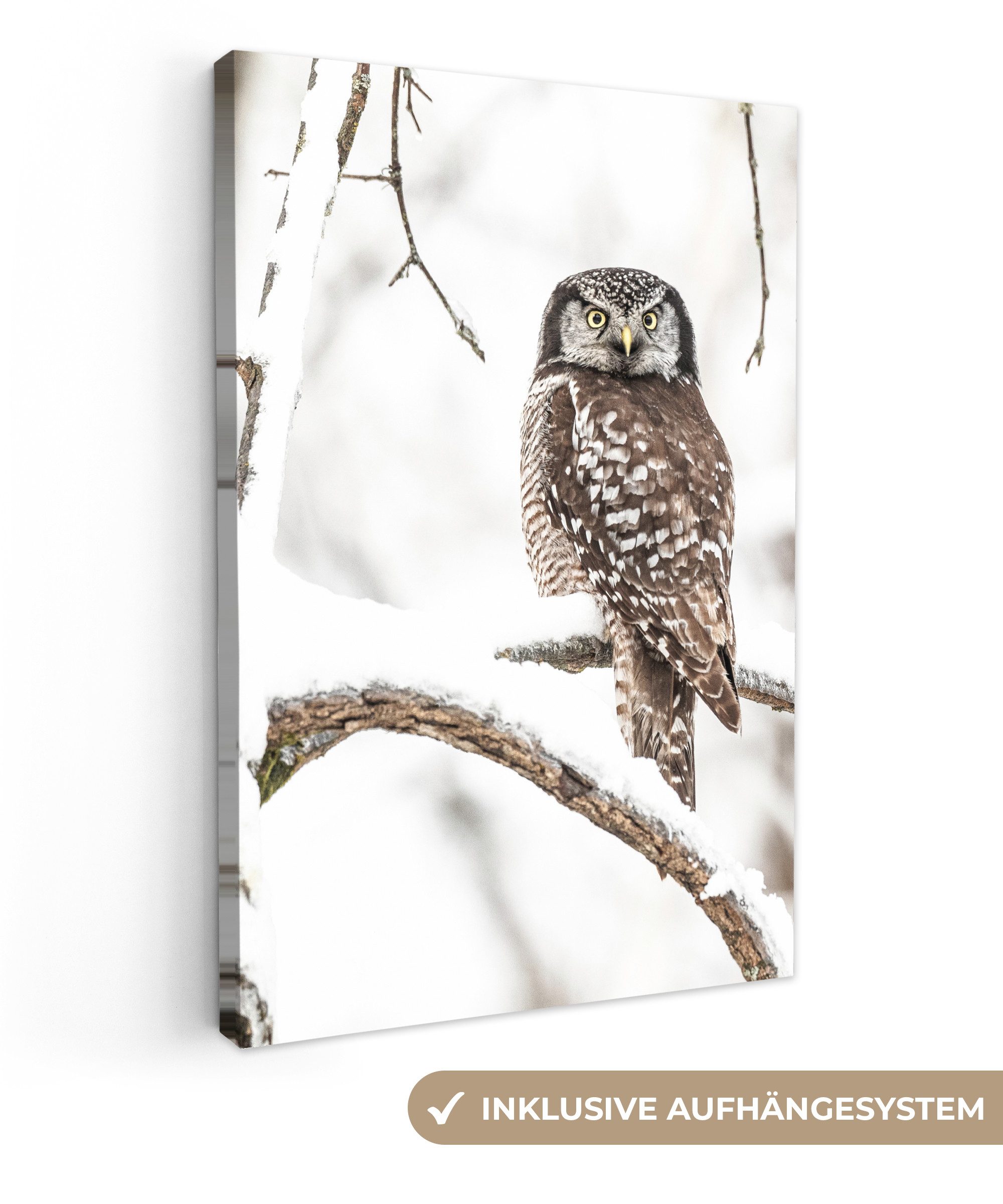OneMillionCanvasses® Leinwandbild Eule - Schnee - Winter - Vögel - Porträt, günstig online kaufen