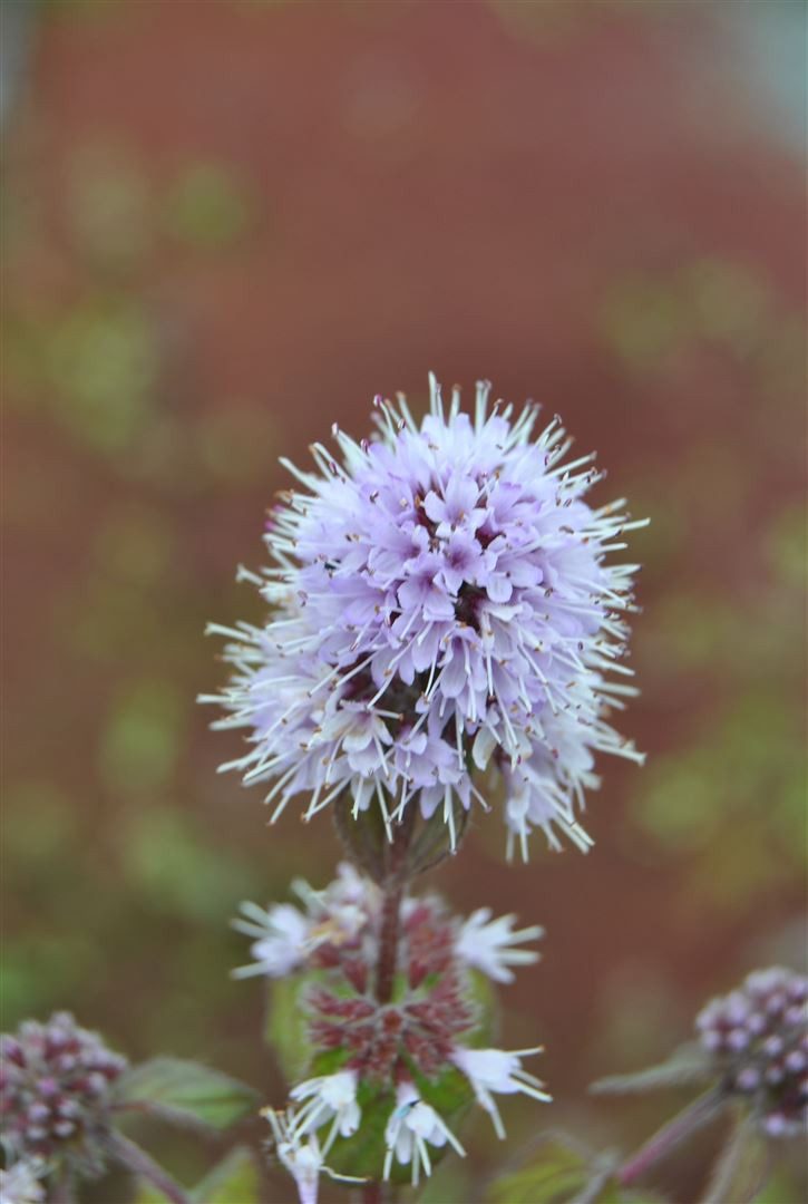 Pflanzen für Dich Staude Mentha aquatica, 1 St., Wasserminze