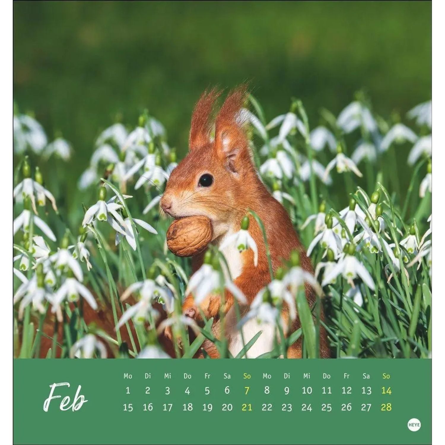 HEYE Wandkalender Eichhörnchen Postkartenkalender 2027