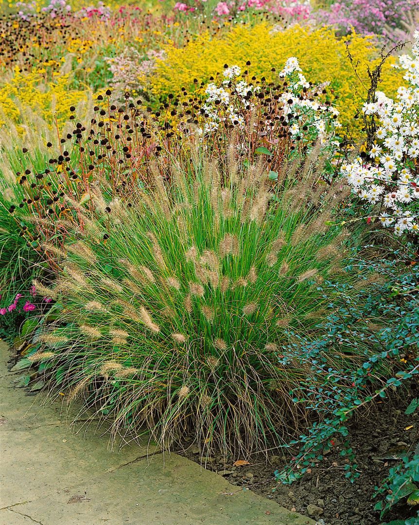 Pflanzen für Dich Травы Pennisetum alopec. Weserbergland, 1 St., Lampenputzergras, Federborstengras, kompakt, herbstblühend