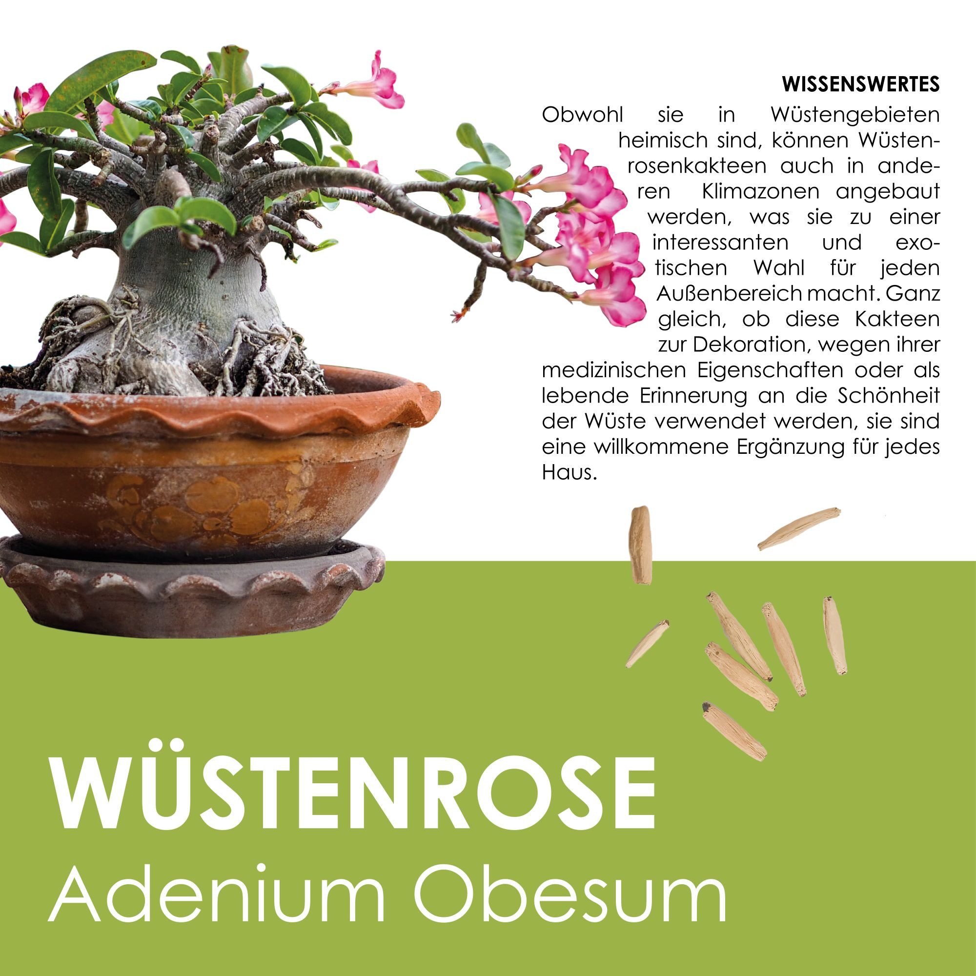 HappySeed Blumensamen Kakteen Starter Kit Anzuchtset -Gewächshaus, Kaktus Samen (Wüstenrose), Kakteen – Bild 3 von 5