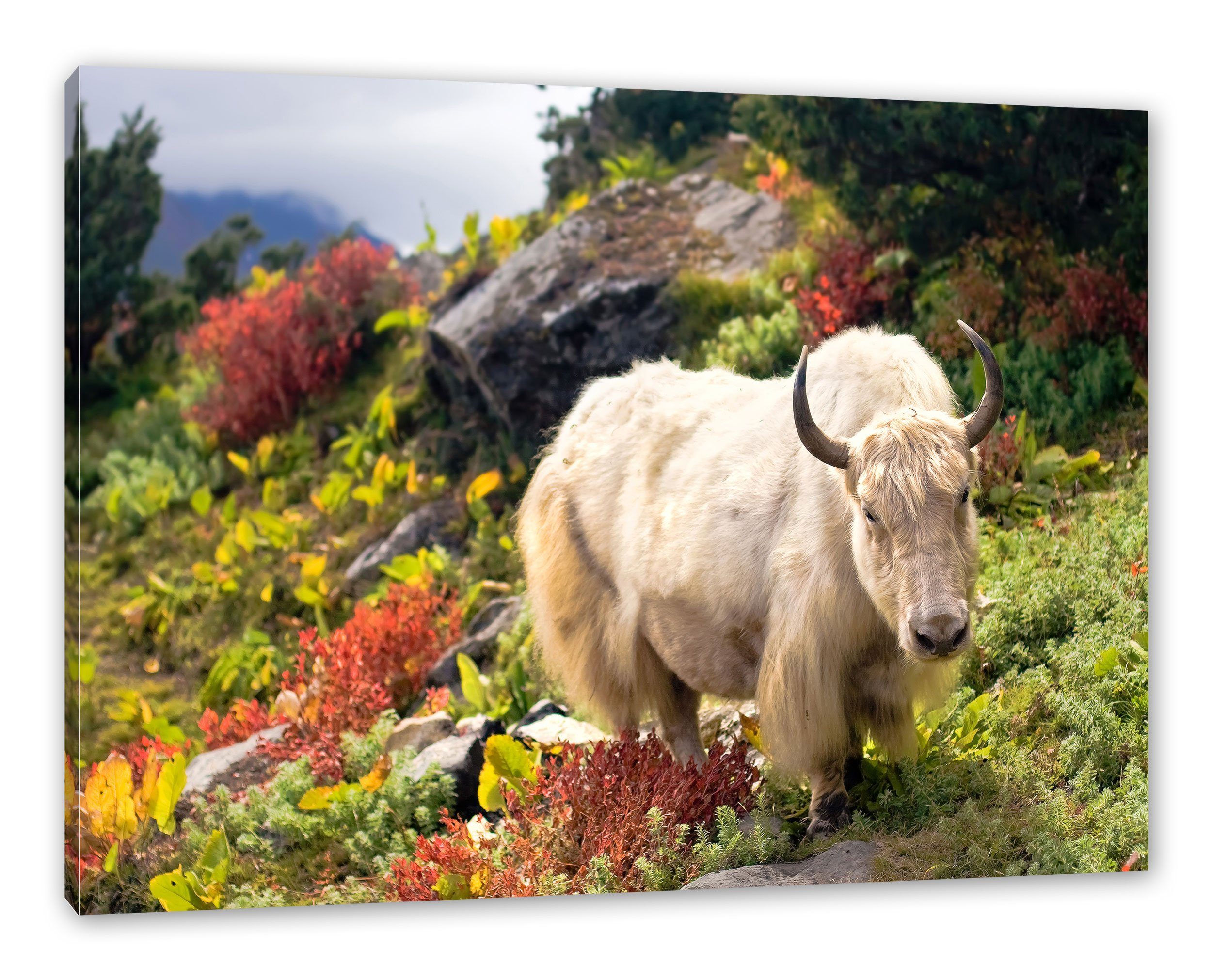 Pixxprint Leinwandbild Schönes Yak Himalaya, Schönes Yak Himalaya (1 St), Leinwandbild fertig bespannt, inkl. Zackenaufhänger | Leinwandbilder