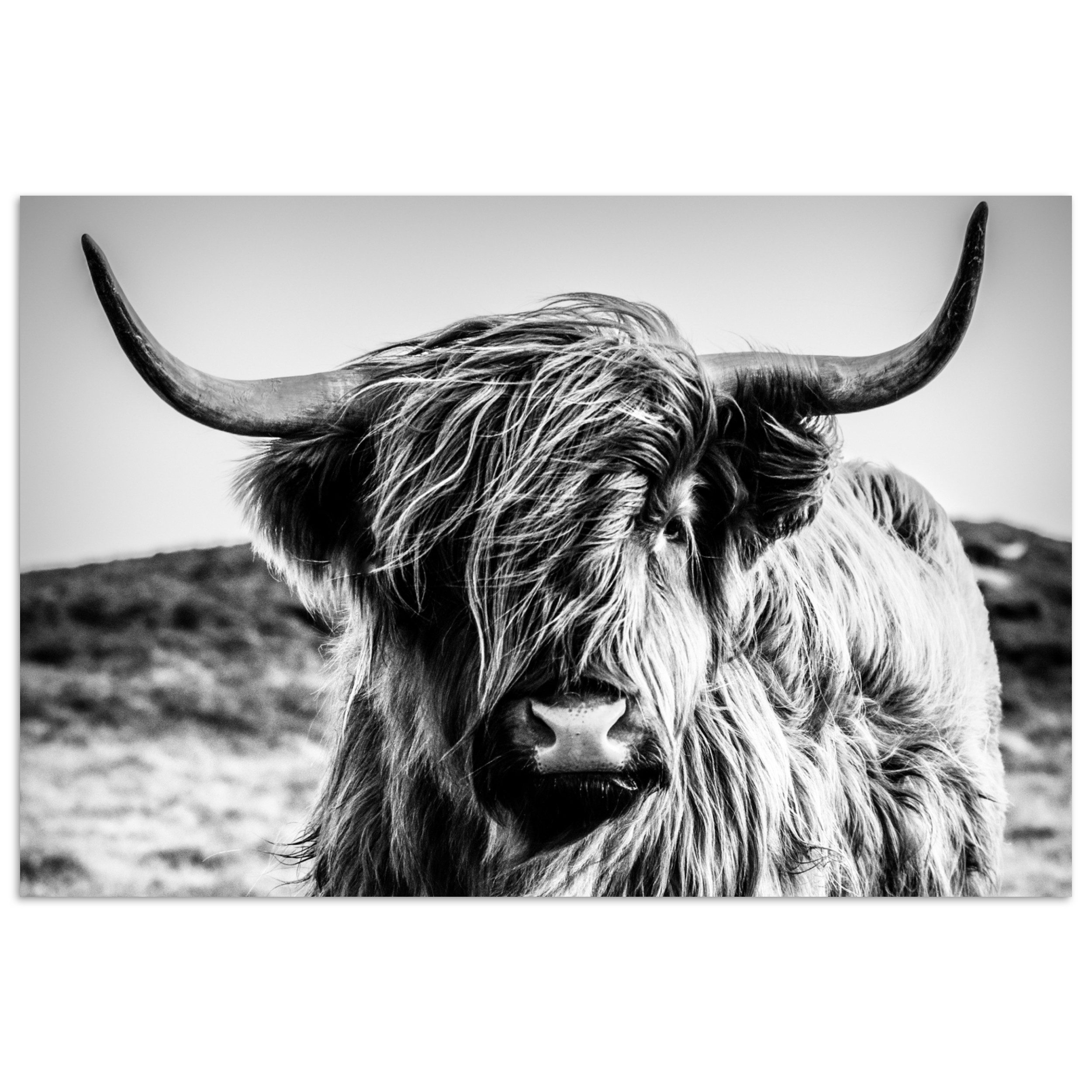 MuchoWow Poster Schottischer Highlander - Natur günstig online kaufen