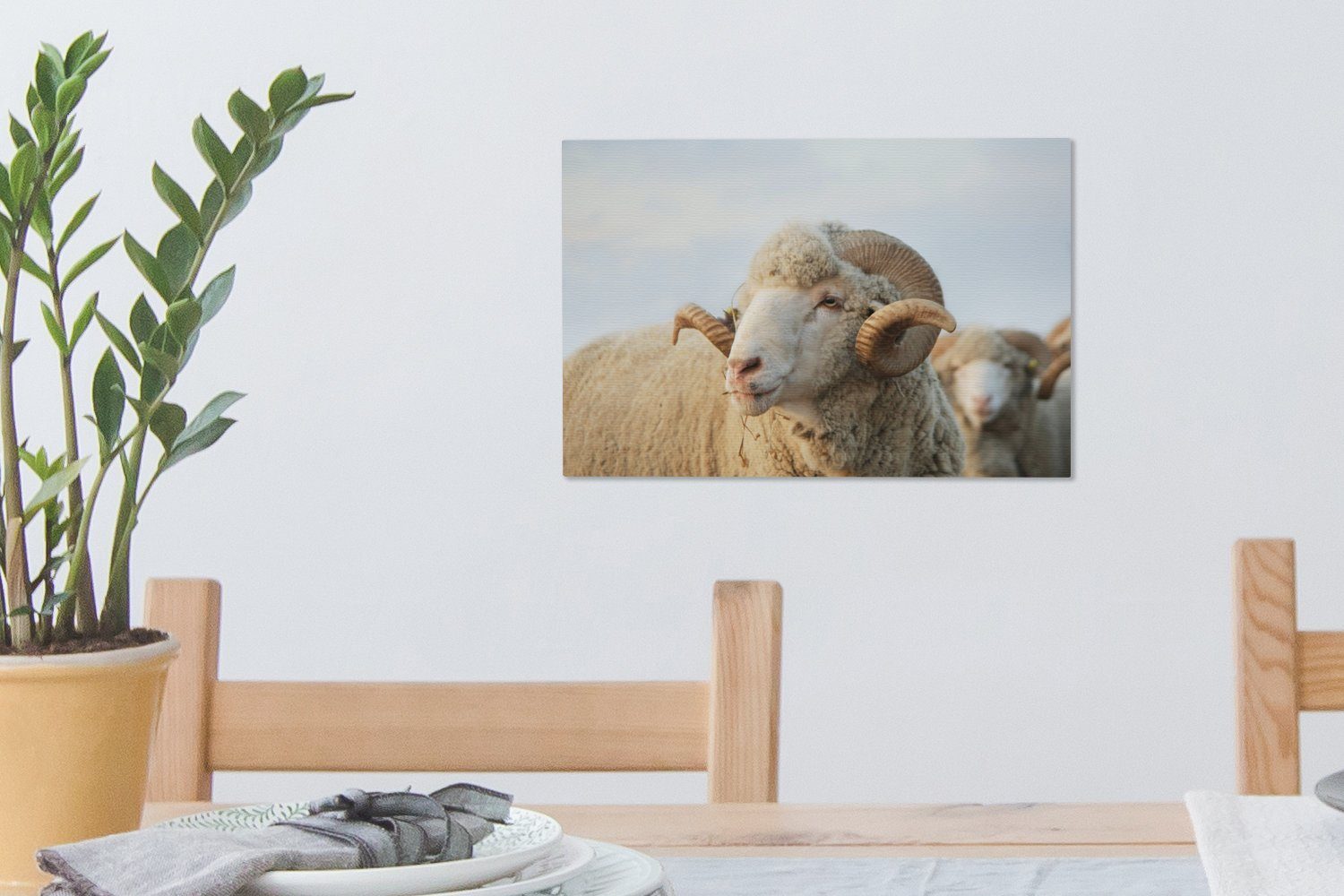 Leinwandbilder, Widder - (1 Schafe OneMillionCanvasses® Aufhängefertig, Leinwandbild Wanddeko, St), 30x20 Hörner, cm - Wandbild