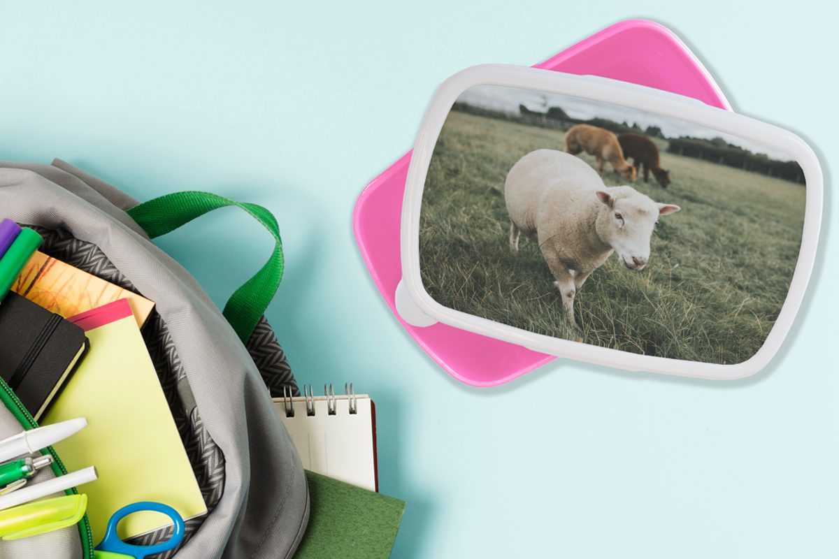 Kunststoff, Kunststoff MuchoWow Snackbox, - Gras, Erwachsene, Brotdose Kinder, - Lunchbox Brotbox für Tiere rosa Schafe Mädchen, (2-tlg),