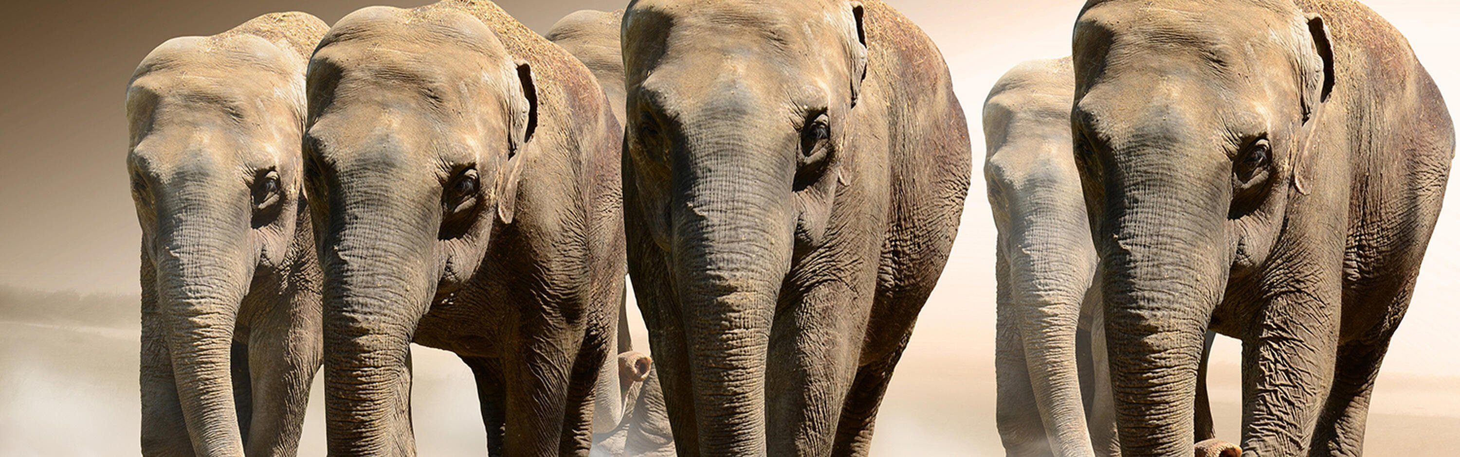Größen Elefantengruppe Premium wandmotiv24 Nischenrückwand in Afrika, Hartschaum Küchenrückwand (1-tlg), versch.