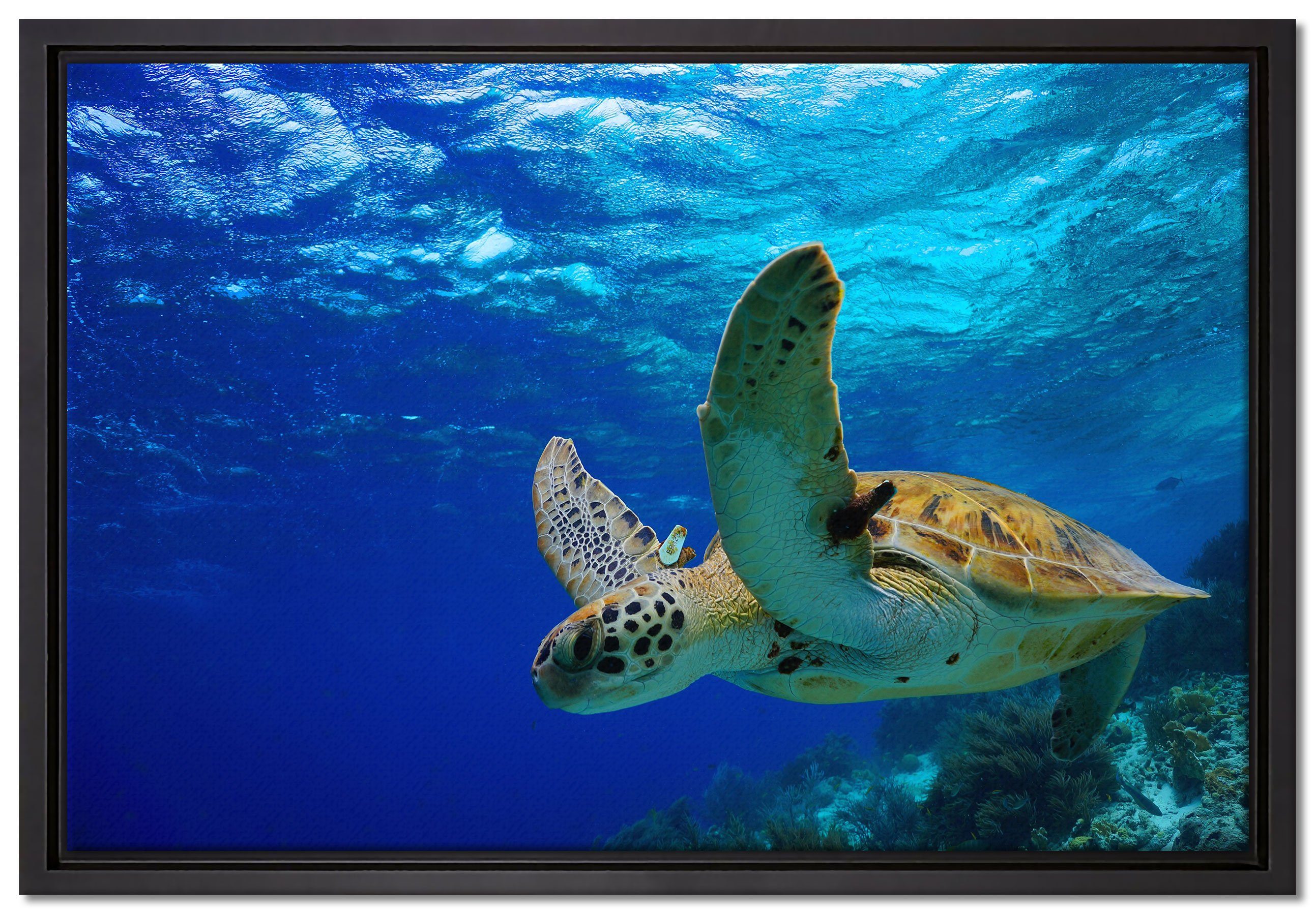 Pixxprint Leinwandbild Schildkröte im Riff, Wanddekoration (1 St), Leinwandbild fertig bespannt, in einem Schattenfugen-Bilderrahmen gefasst, inkl. Zackenaufhänger