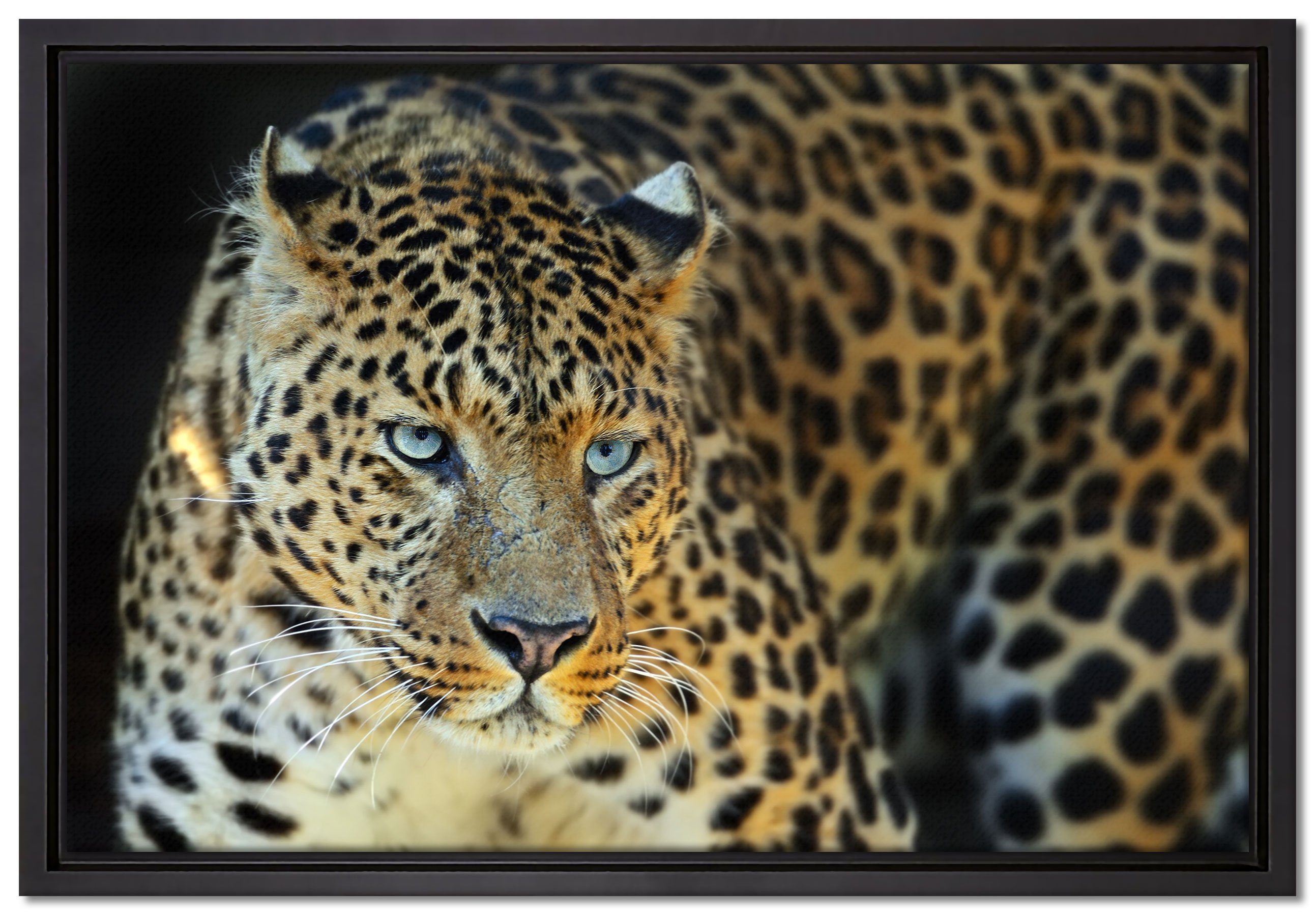 bespannt, Leinwandbild gefasst, Wanddekoration St), Leopard, (1 einem Zackenaufhänger in fertig Pixxprint Prächtiger inkl. Leinwandbild Schattenfugen-Bilderrahmen
