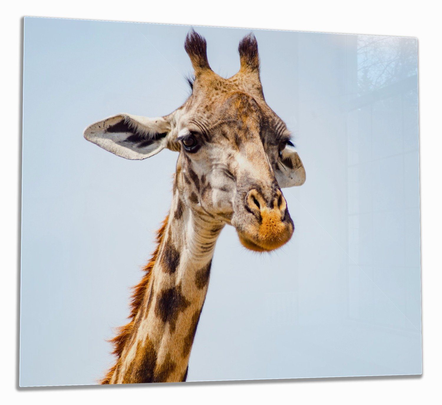 Wallario Herd-Abdeckplatte Nahaufnahme einer Giraffe, ESG-Sicherheitsglas, (Glasplatte, 1 tlg., inkl. 5mm Noppen), verschiedene Größen