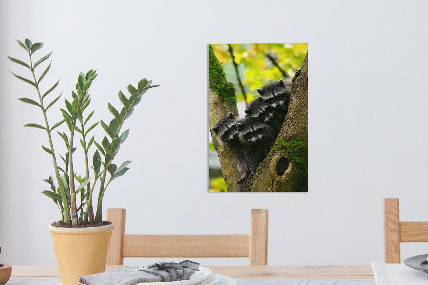 Gemälde, einem Leinwandbild in inkl. fertig (1 20x30 Zackenaufhänger, Baby-Waschbären cm Baum, Leinwandbild Gruppe von St), bespannt OneMillionCanvasses®