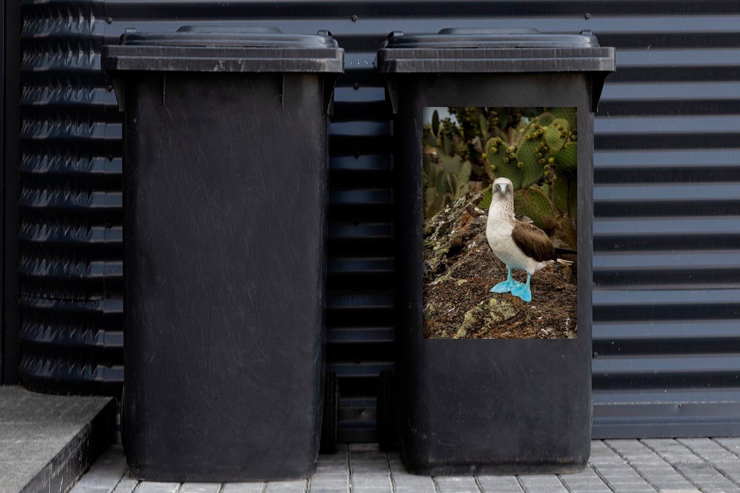 Mülleimer-aufkleber, in Blaufußtölpel Abfalbehälter die Sticker, MuchoWow schaut Wandsticker St), Ein Container, Mülltonne, Kamera (1