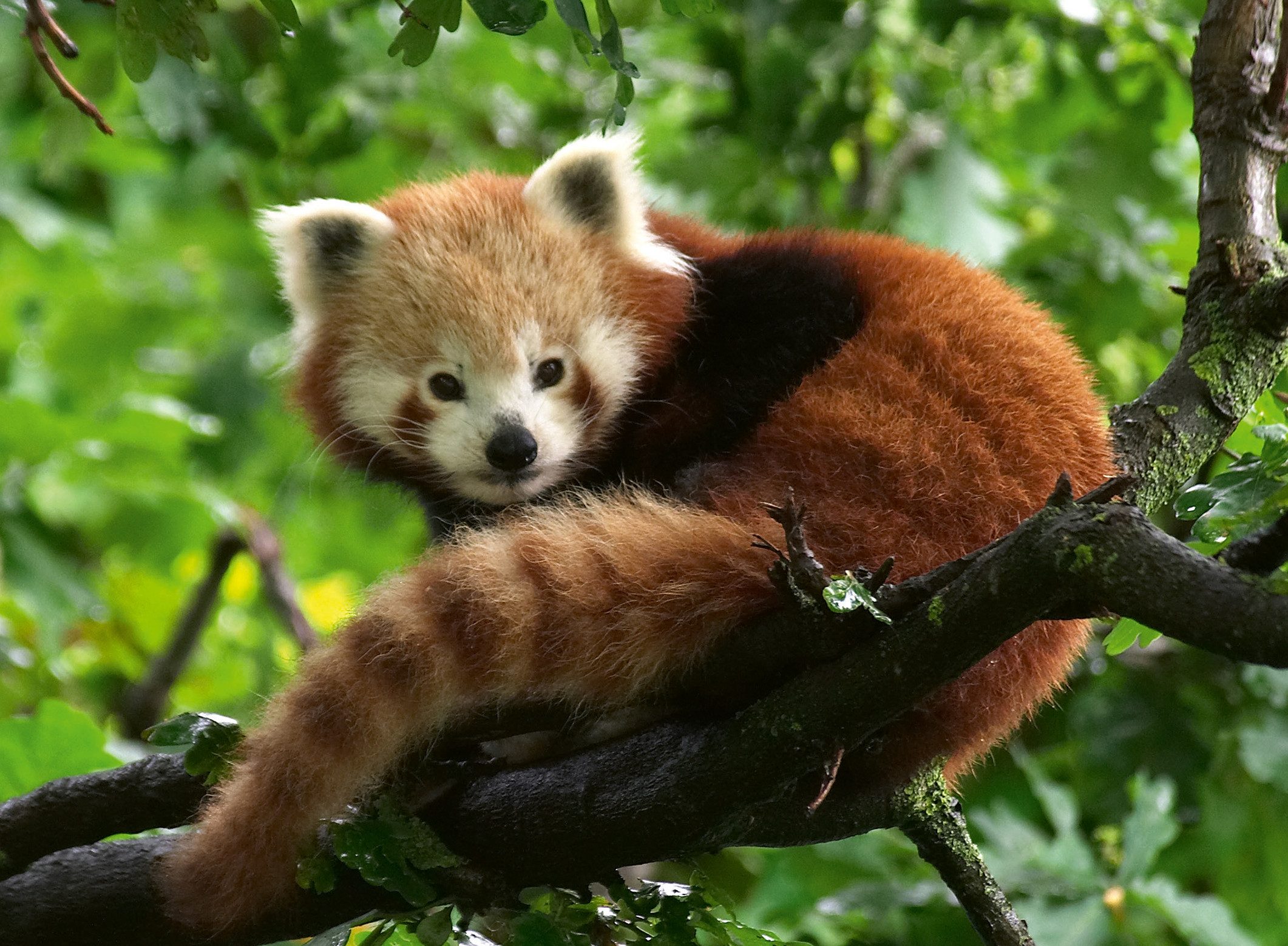 Ravensburger Puzzle Süßer roter Panda, 500 günstig online kaufen