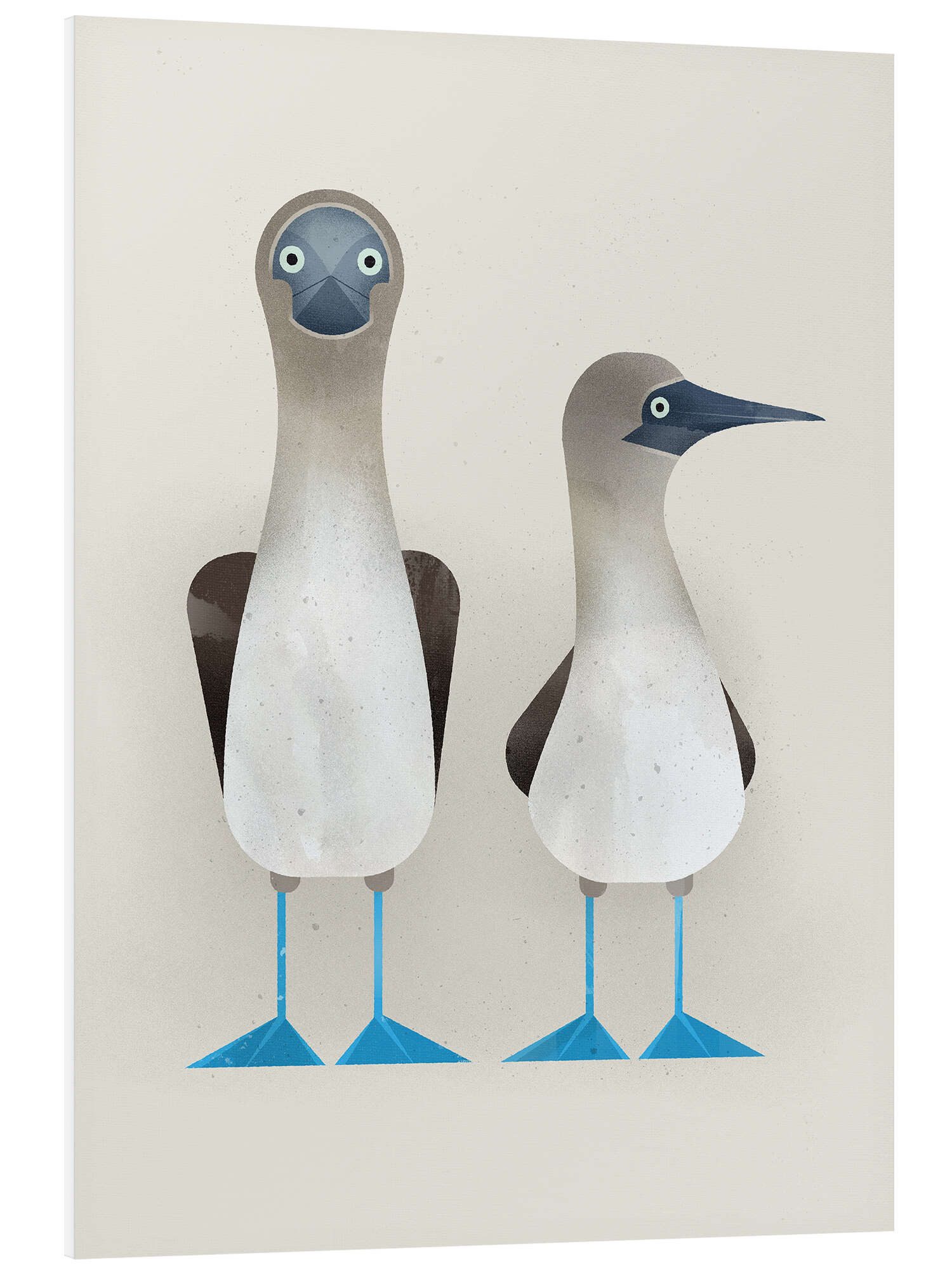 Posterlounge Poster Dieter Braun, Blaufußtölpel, Badezimmer günstig online kaufen