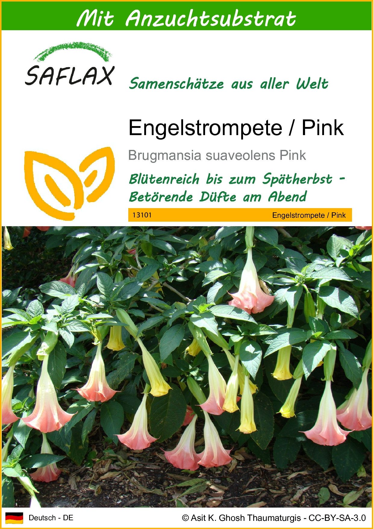 SAFLAX Blumensamen SAFLAX - Samen und günstig online kaufen