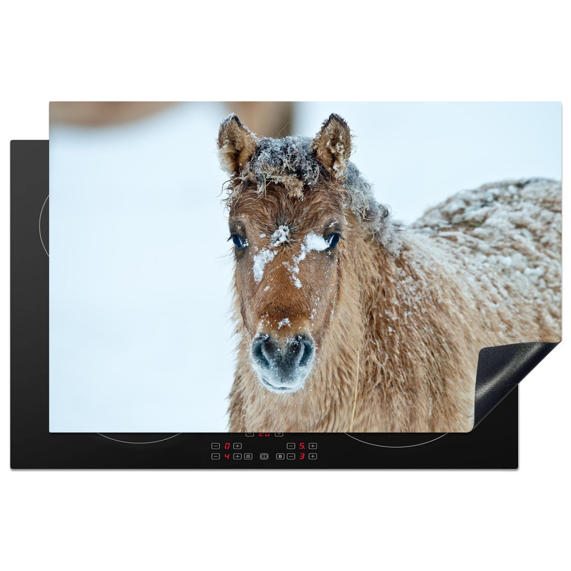 MuchoWow Herdblende-/Abdeckplatte Junges Fjordpferd mit Schnee bedeckt, Vinyl, (1 tlg), 81x52 cm, Induktionskochfeld Schutz für die küche, Ceranfeldabdeckung