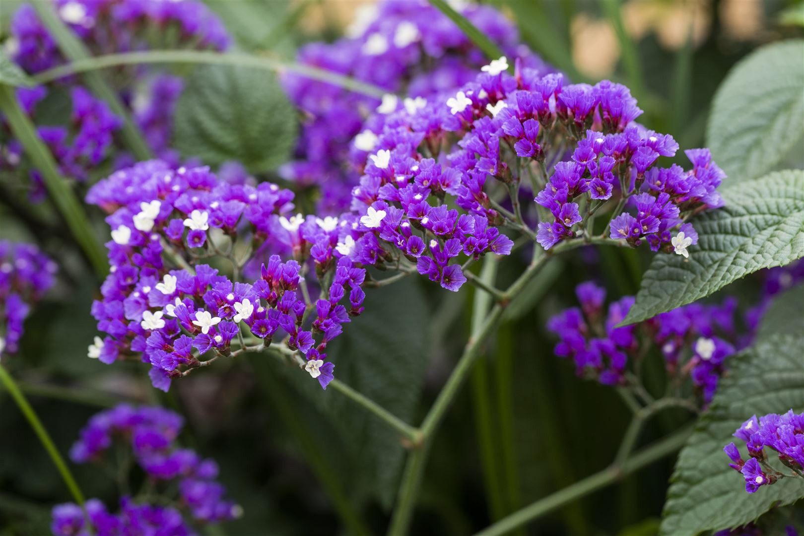 Pflanzen für Dich Staude Limonium latifolium, 1 St., Breitblättriges Strandflieder, Meerlavendel