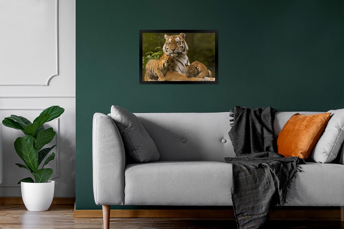 - Wanddeko, Poster, St), Schwarzem Wandposter, Natur, Poster (1 Bilderrahmen Jungtiere Gerahmtes Tiger MuchoWow - Bilder,