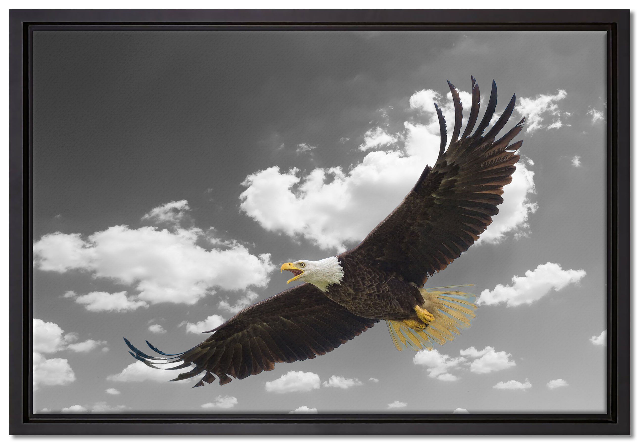 Pixxprint Leinwandbild Weißkopfseeadler beim fliegen, Wanddekoration (1 St), Leinwandbild fertig bespannt, in einem Schattenfugen-Bilderrahmen gefasst, inkl. Zackenaufhänger | Leinwandbilder