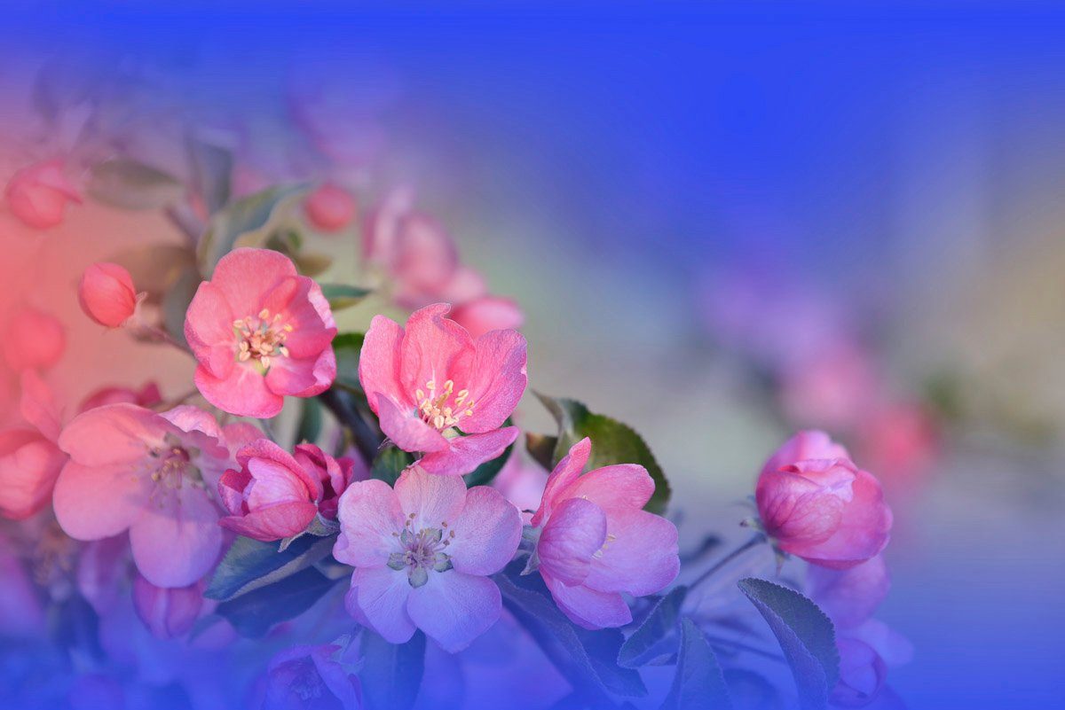 Papermoon Fototapete Zen Wassertropfen Blume mit Makro