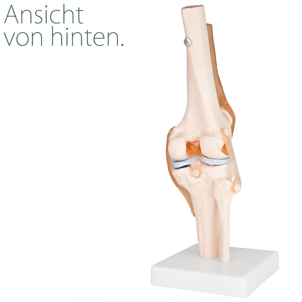 MedMod Dekoobjekt Anatomie Skelett Modell Kniegelenk Lehrmodell Lebensgroß Knie – Bild 5 von 5