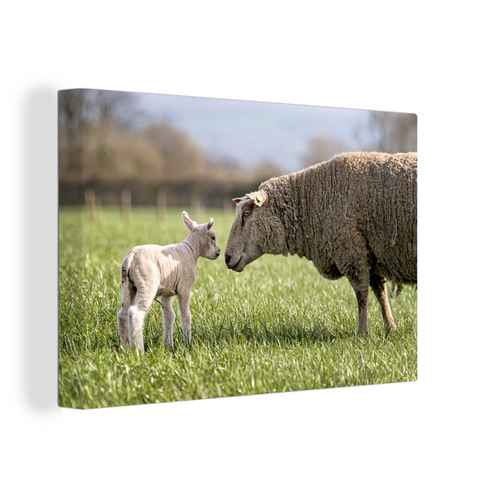OneMillionCanvasses® Leinwandbild Schafe - Gras - Lamm, (1 St), Wandbild Leinwandbilder, Aufhängefertig, Wanddeko, 30x20 cm